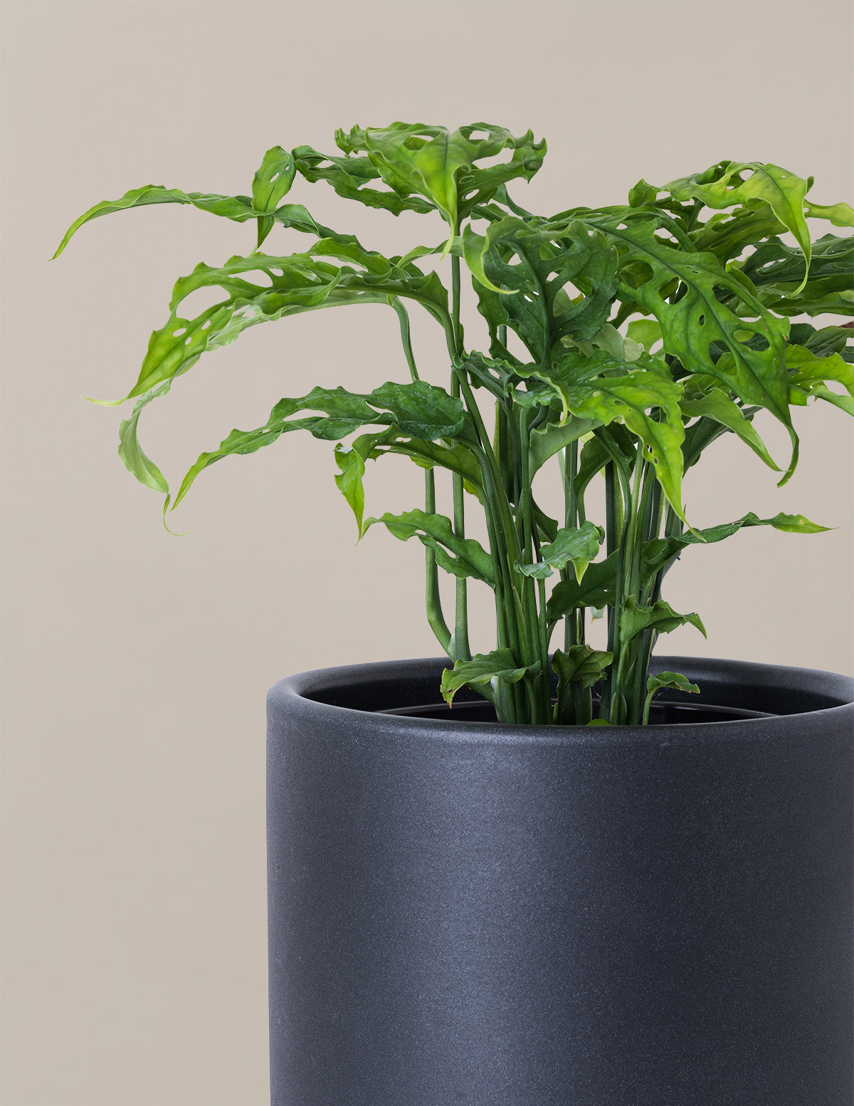 Редкая Монстера Обликва