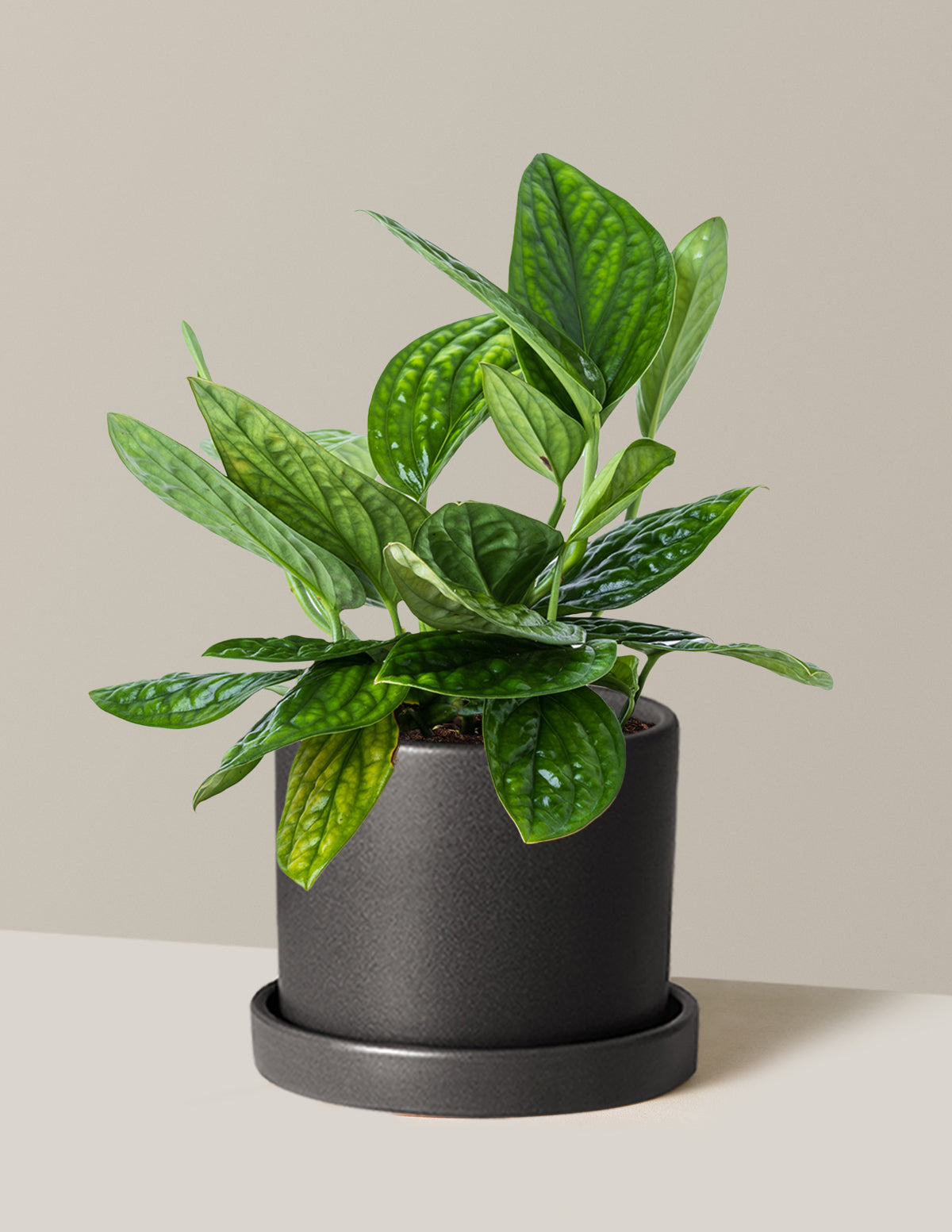 Монстера Перу