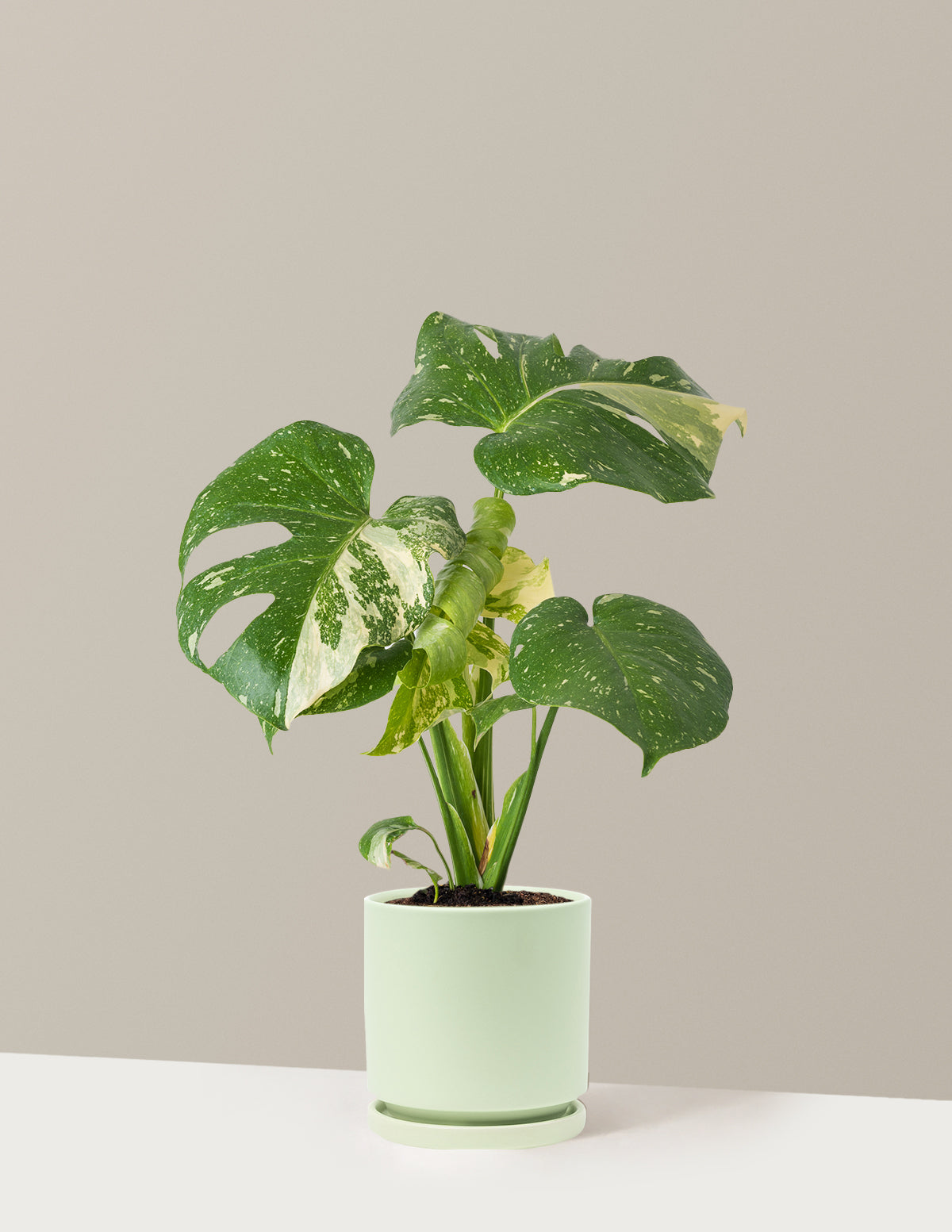 Монстера Тайское Созвездие