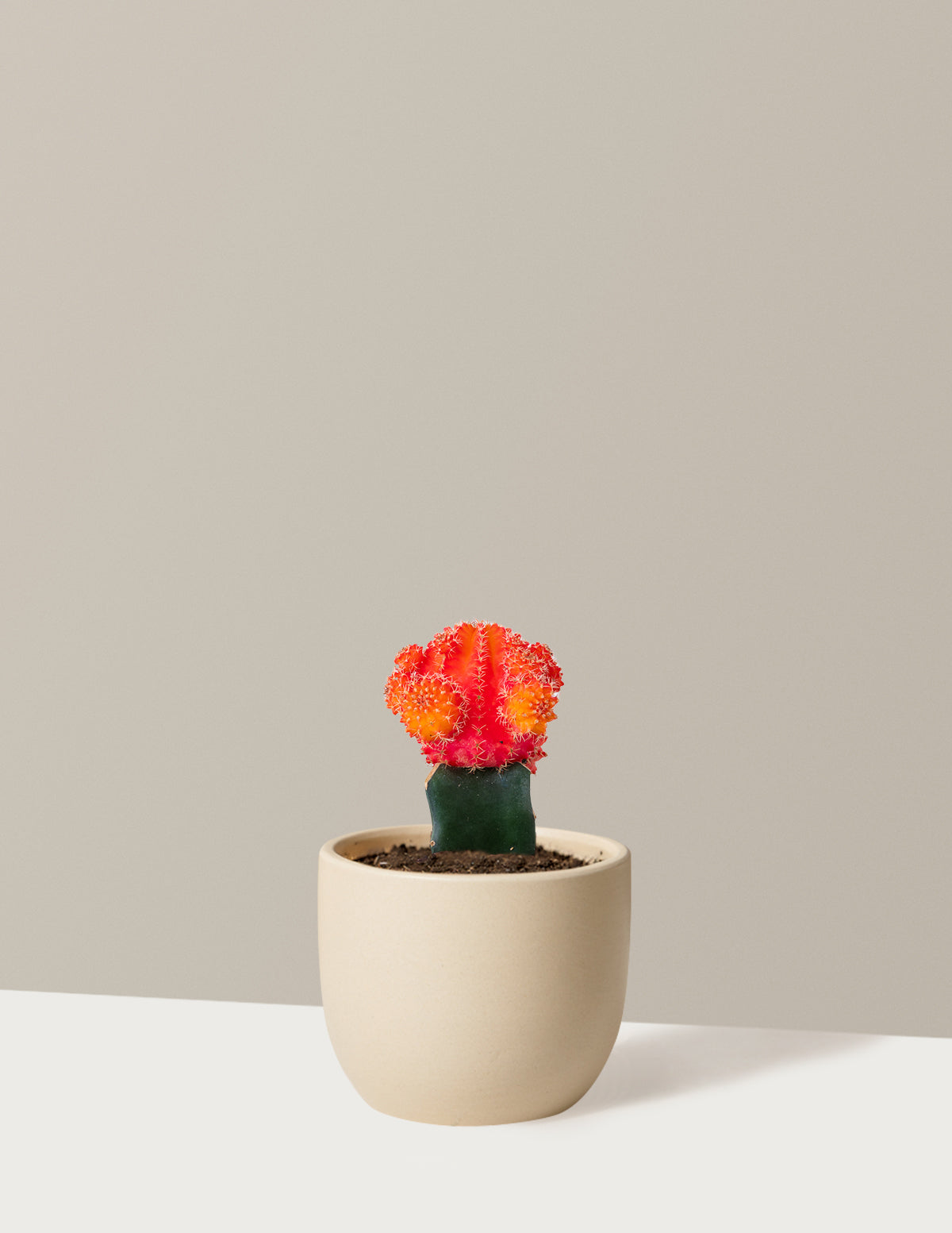 Лунный кактус