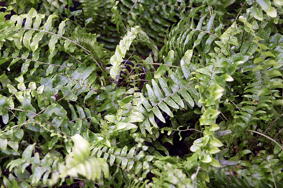 Папоротник Бостон