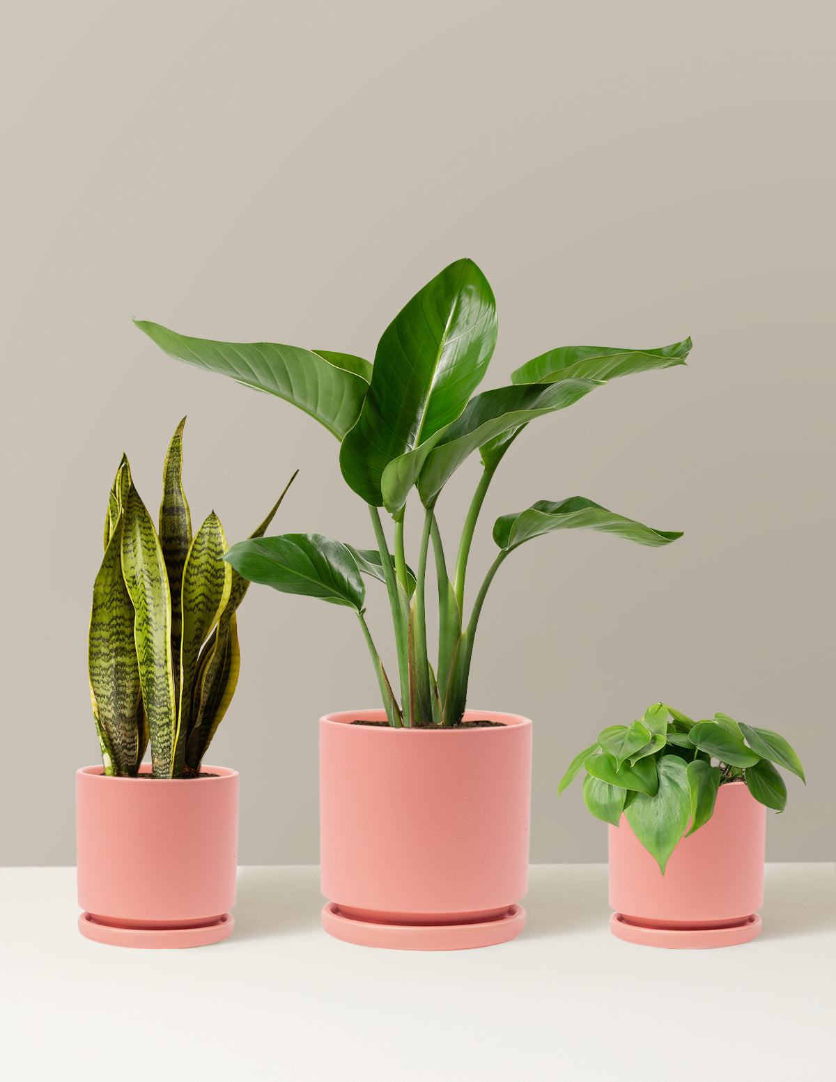 Трио New Digs Plant