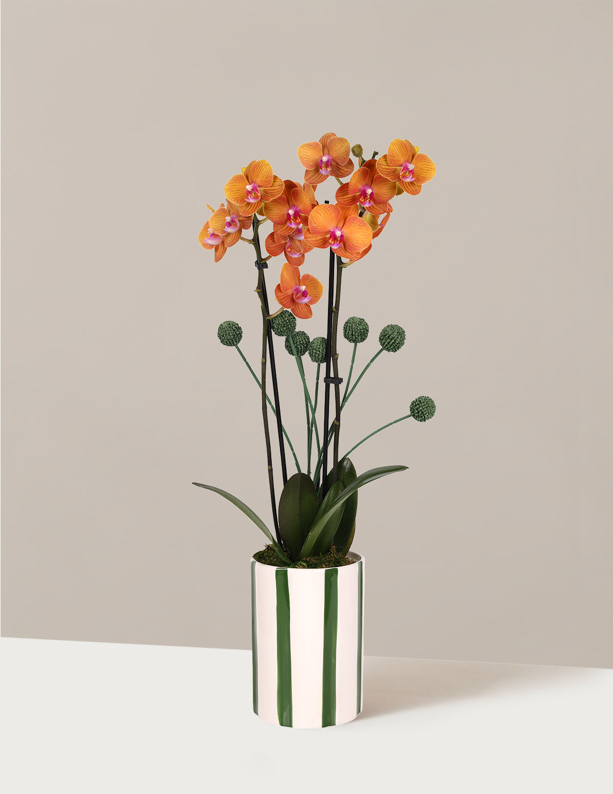 Подарочный набор «Орхидеи и кашпо»