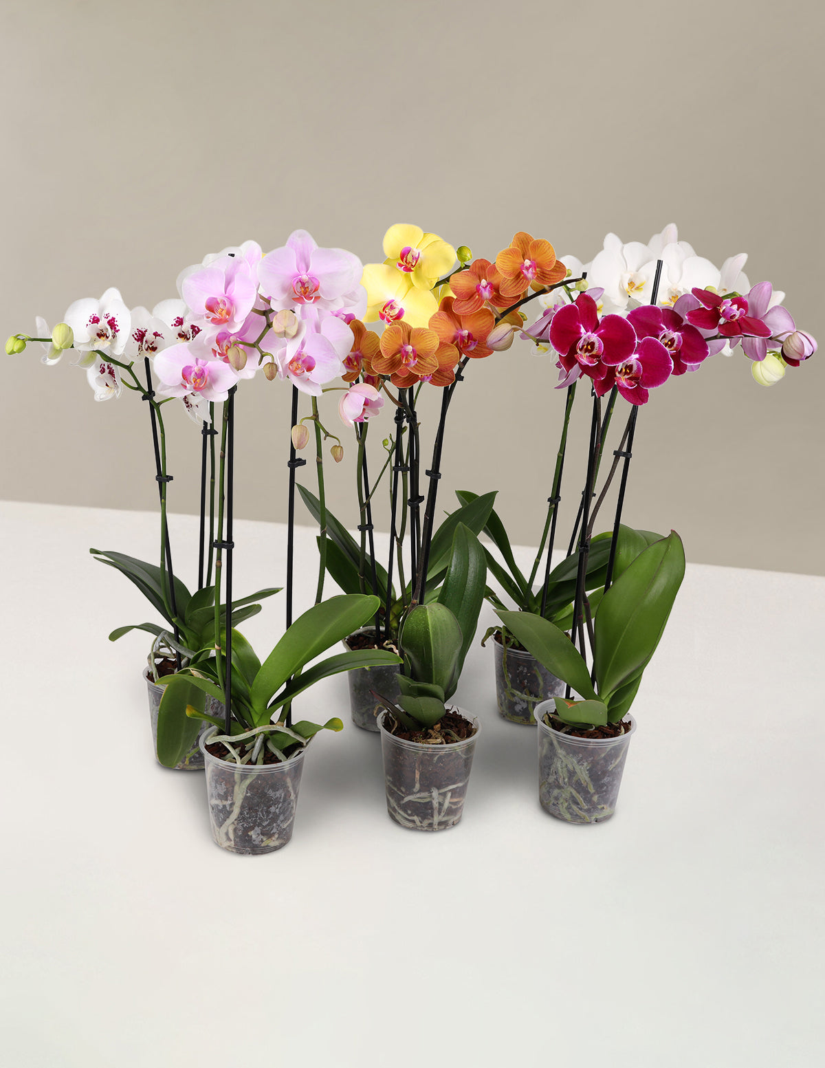 Набор для вечеринки с конфетти «Орхидея»