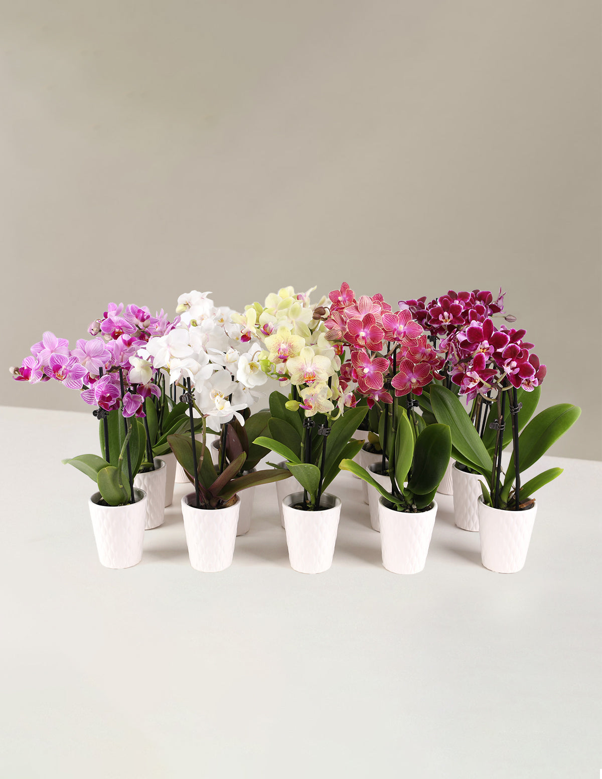 Набор для вечеринки Mega Mini Orchid, 20 шт.