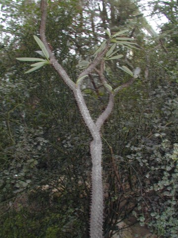 Пахиподиум