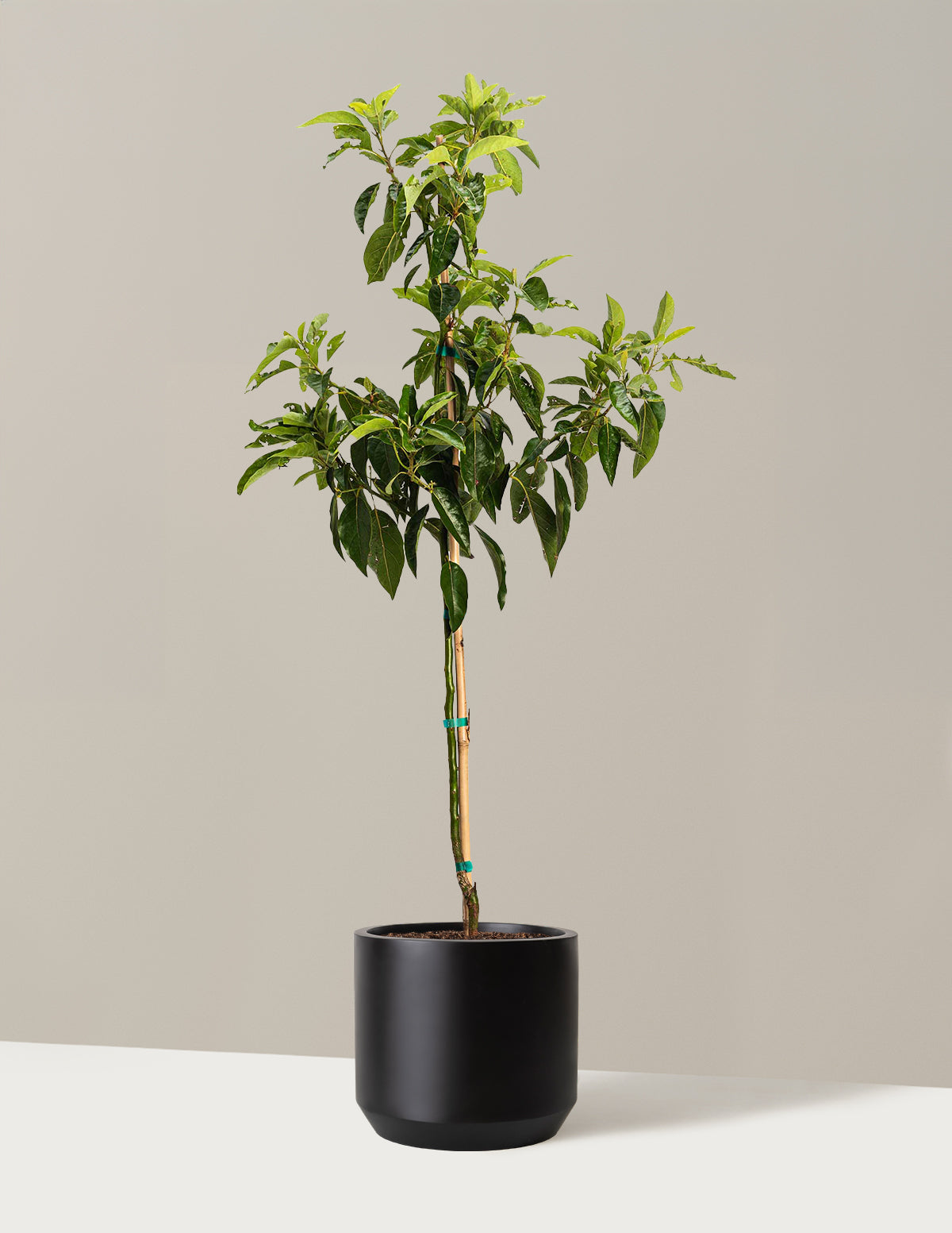 Панчо Колд Харди Авокадо