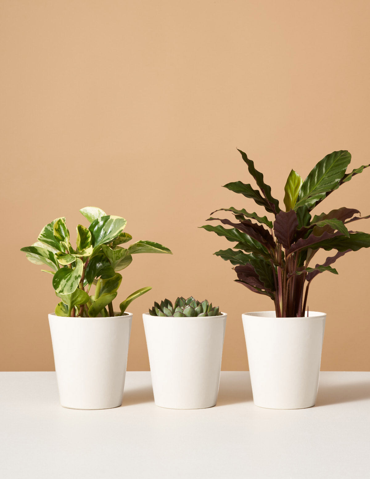 Подписка на размещение с домашними животными (3 месяца)