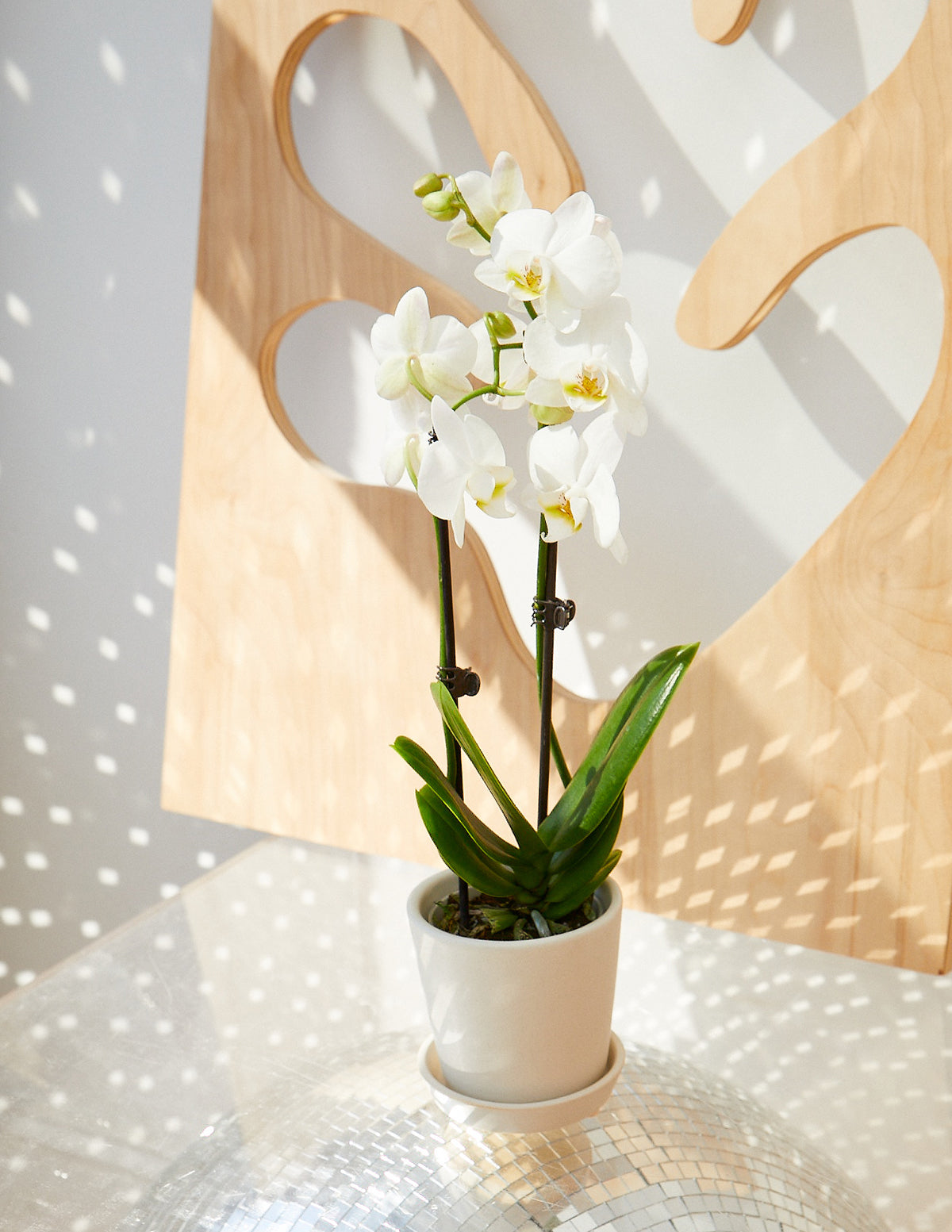 Миниатюрная белая орхидея с желтым