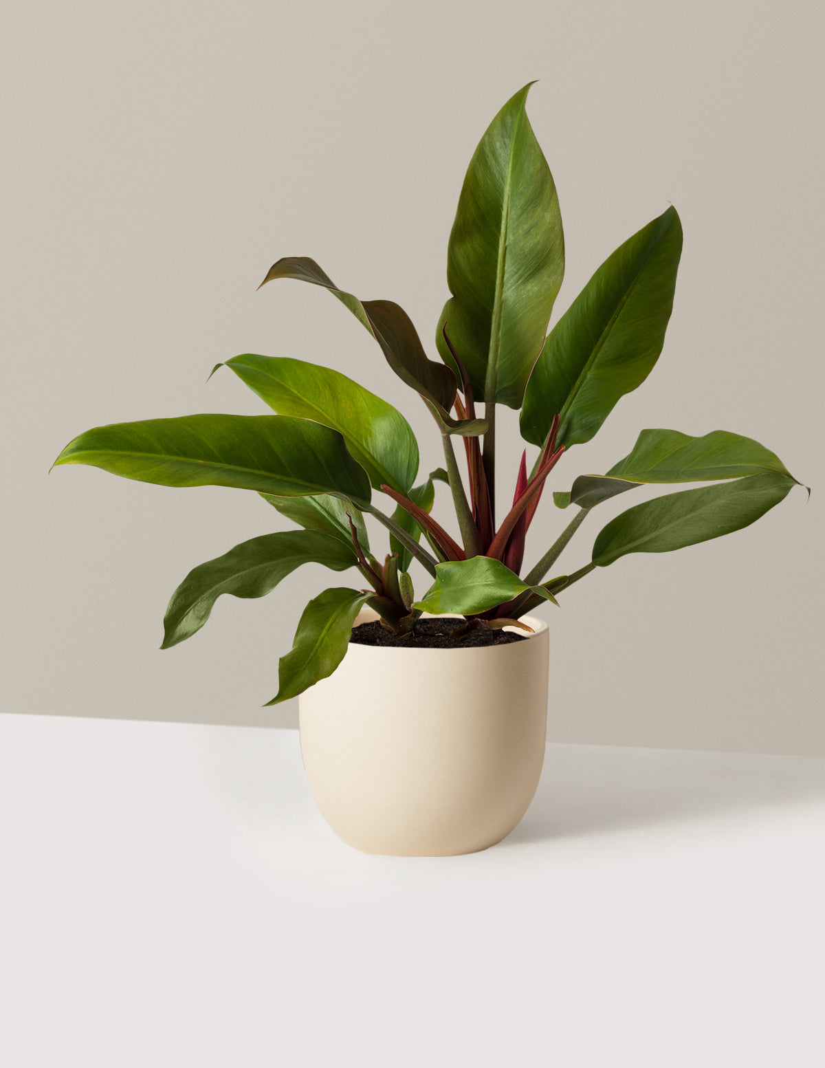 Филодендрон Осень