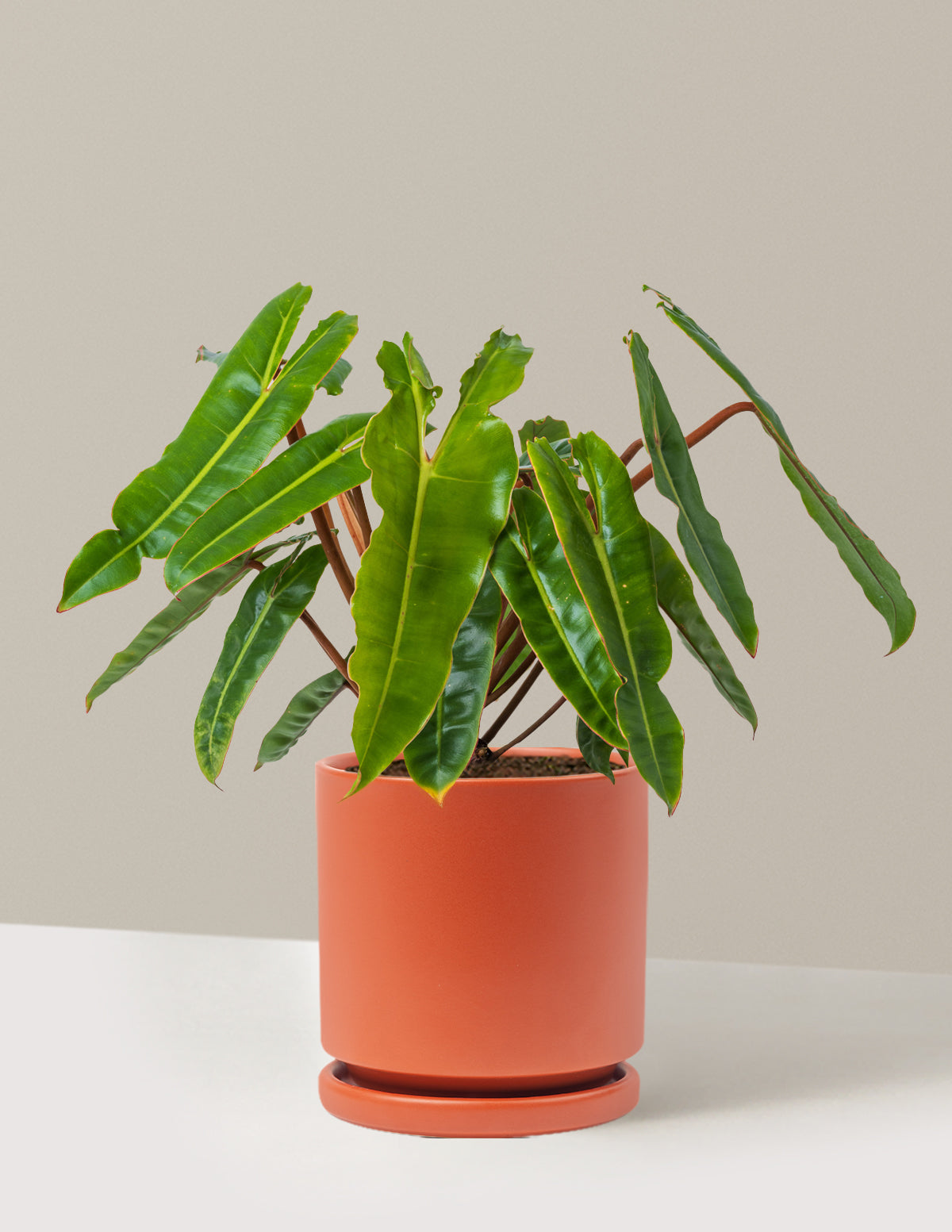 Филодендрон Биллиетиае