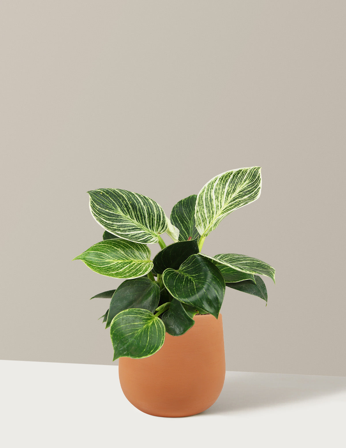 Филодендрон Биркин