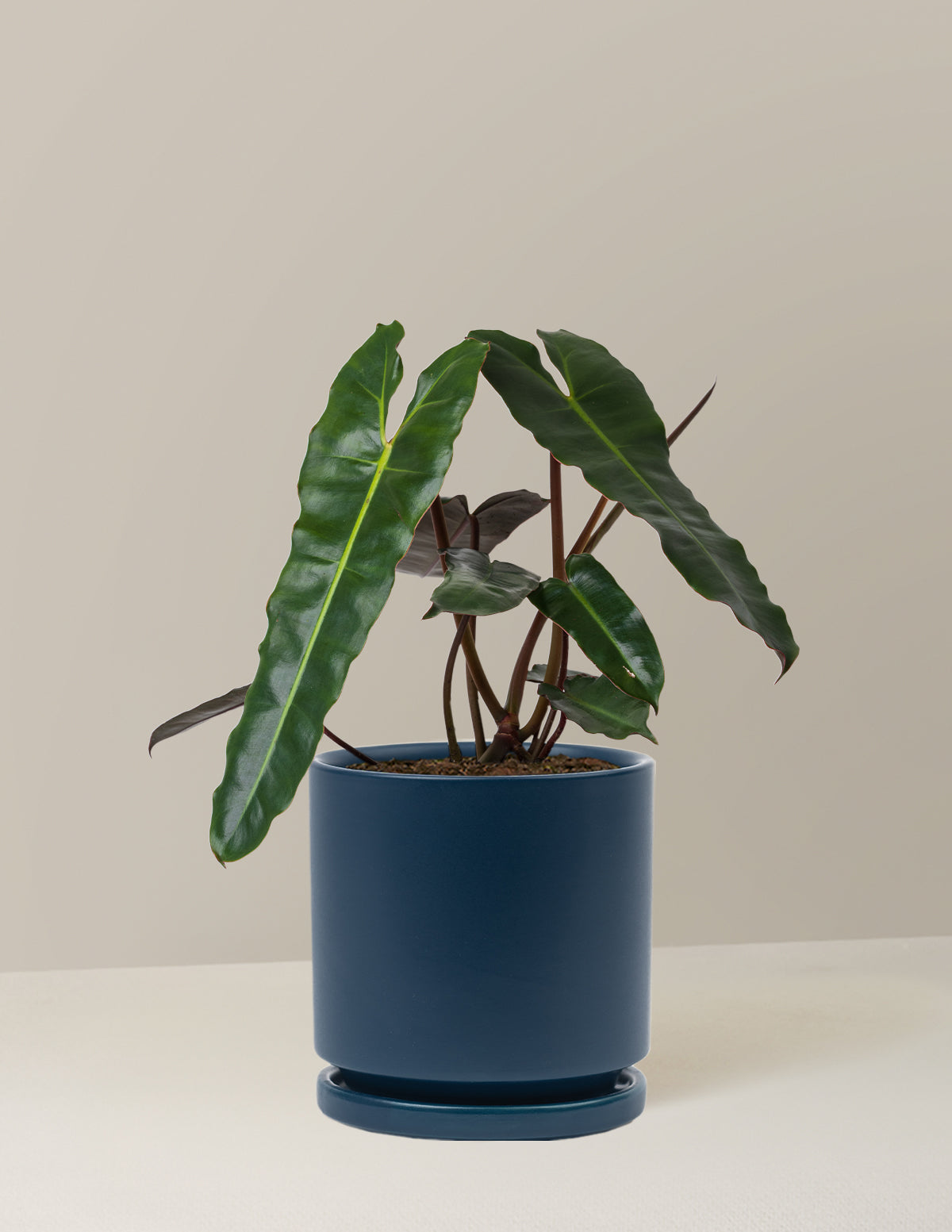 Филодендрон Блэк Биллиетиае