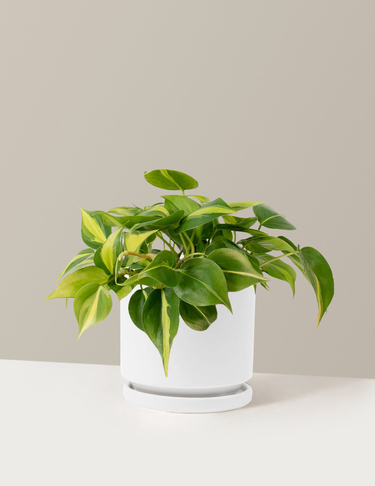 Филодендрон Бразилия