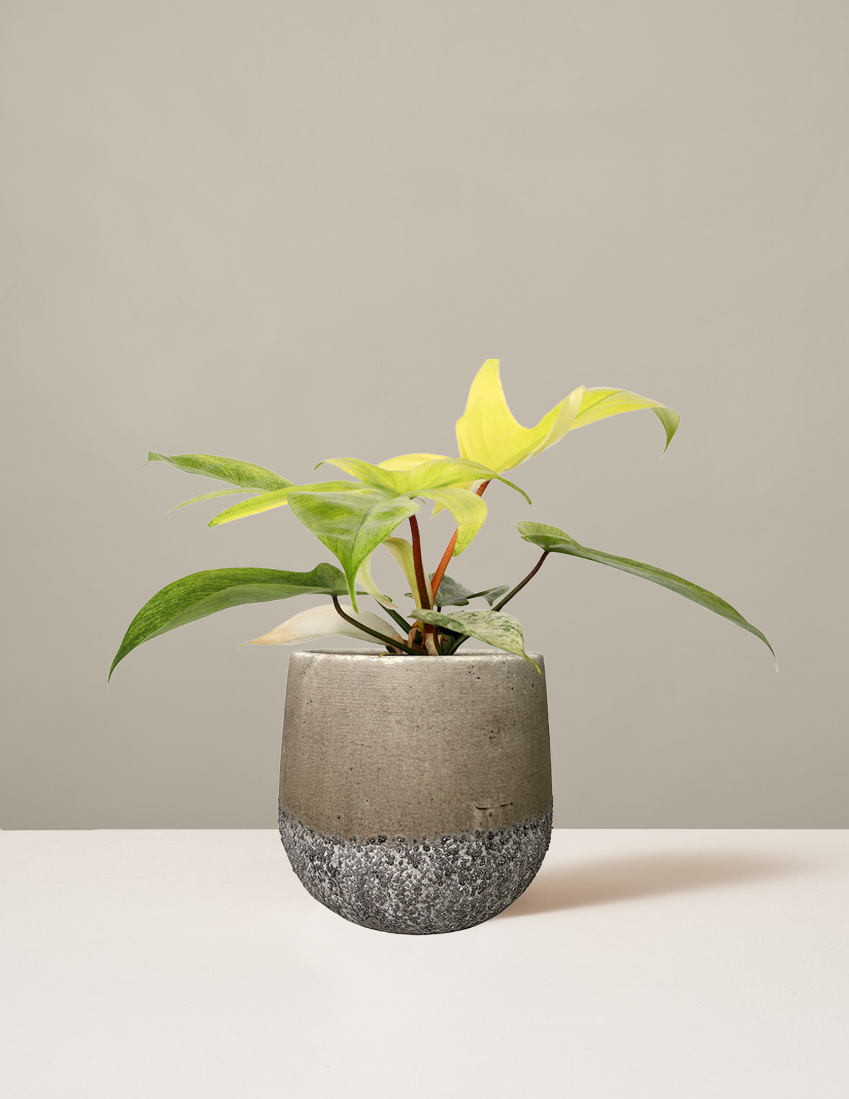 Филодендрон Флорида Призрак