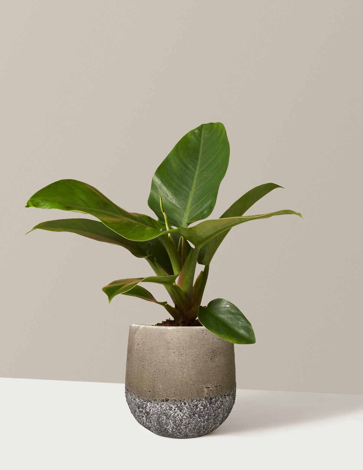 Филодендрон Империал Грин