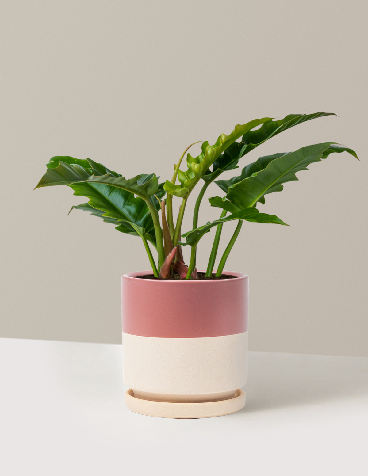 Филодендрон Джунгли Буги