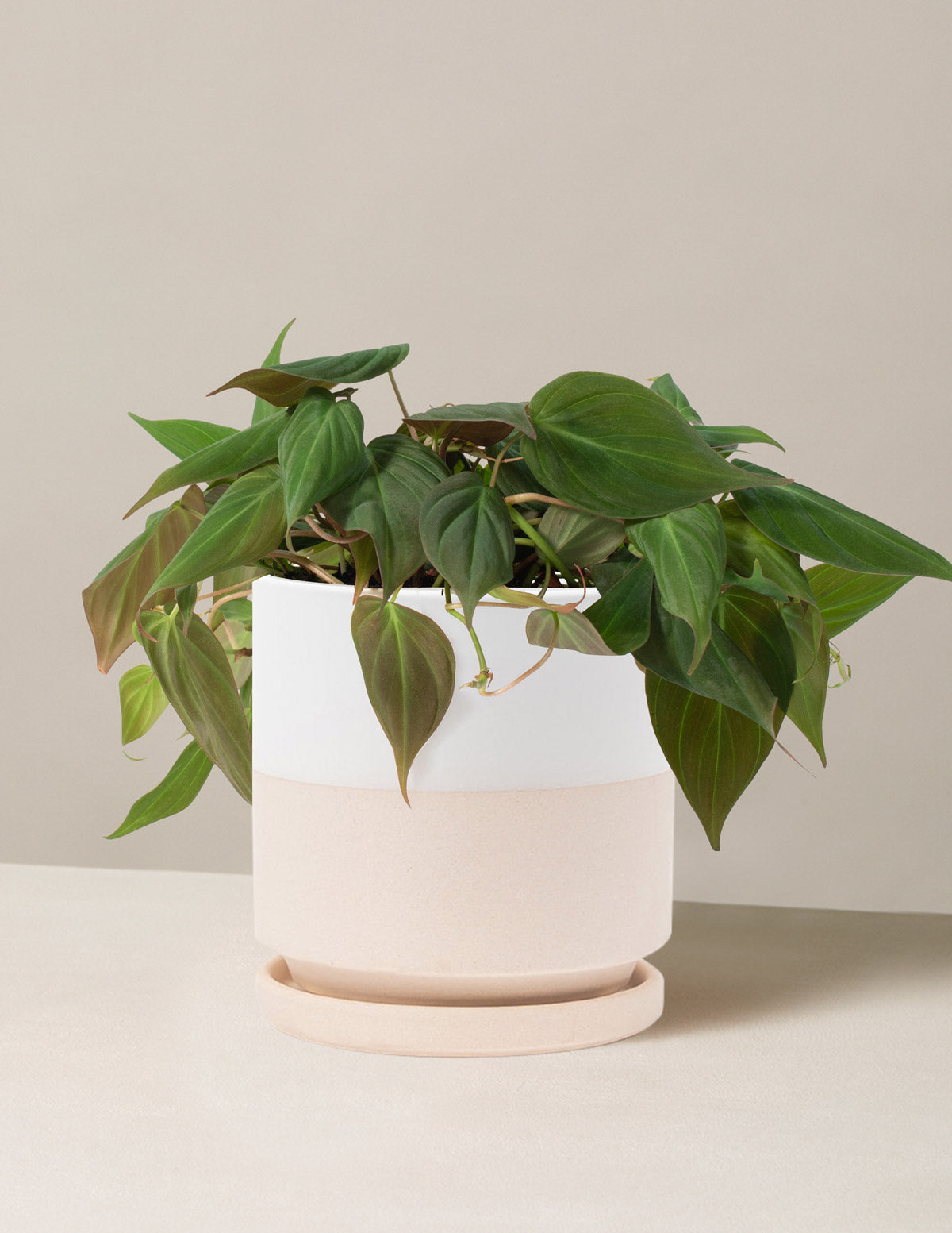 Филодендрон Миканс