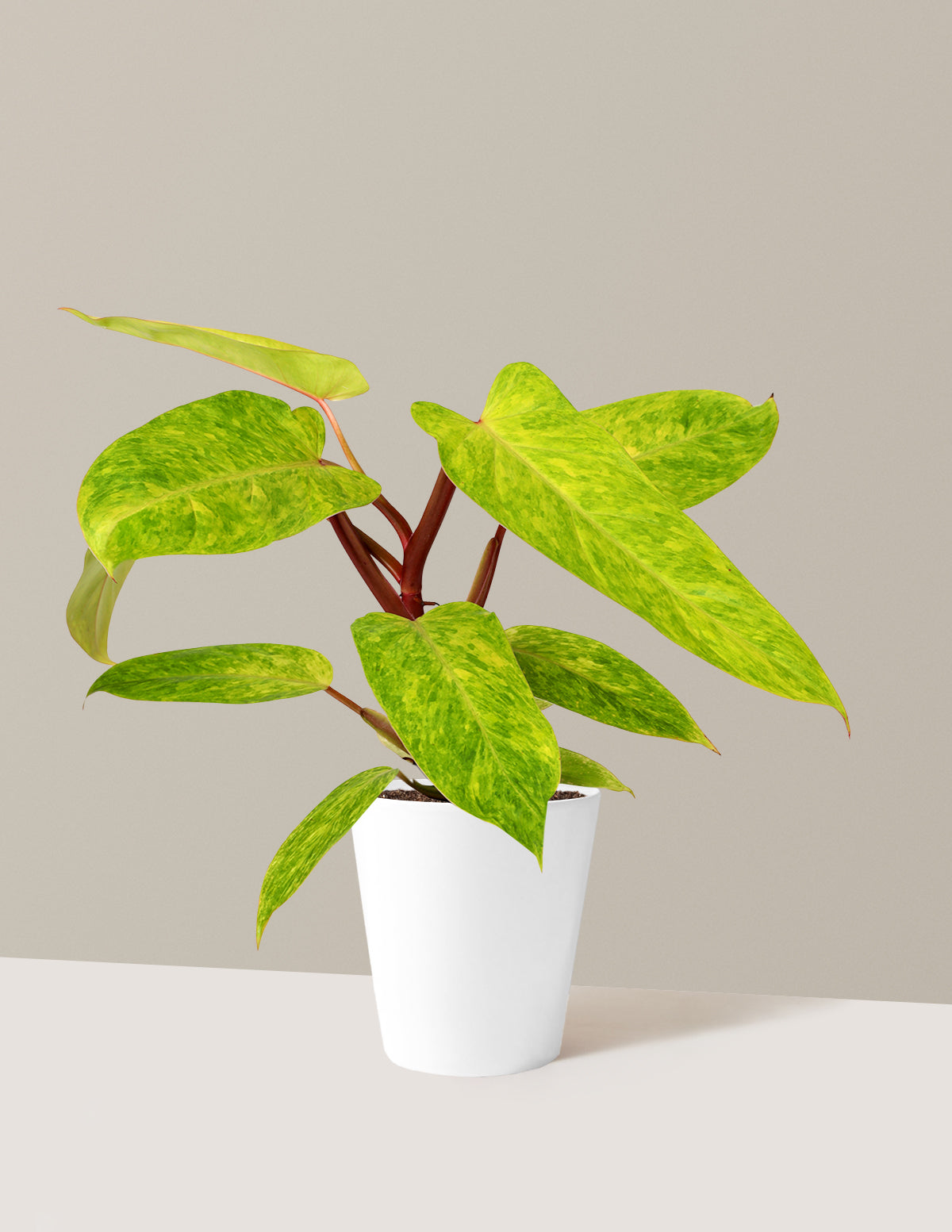 Филодендрон Раскрашенная Леди