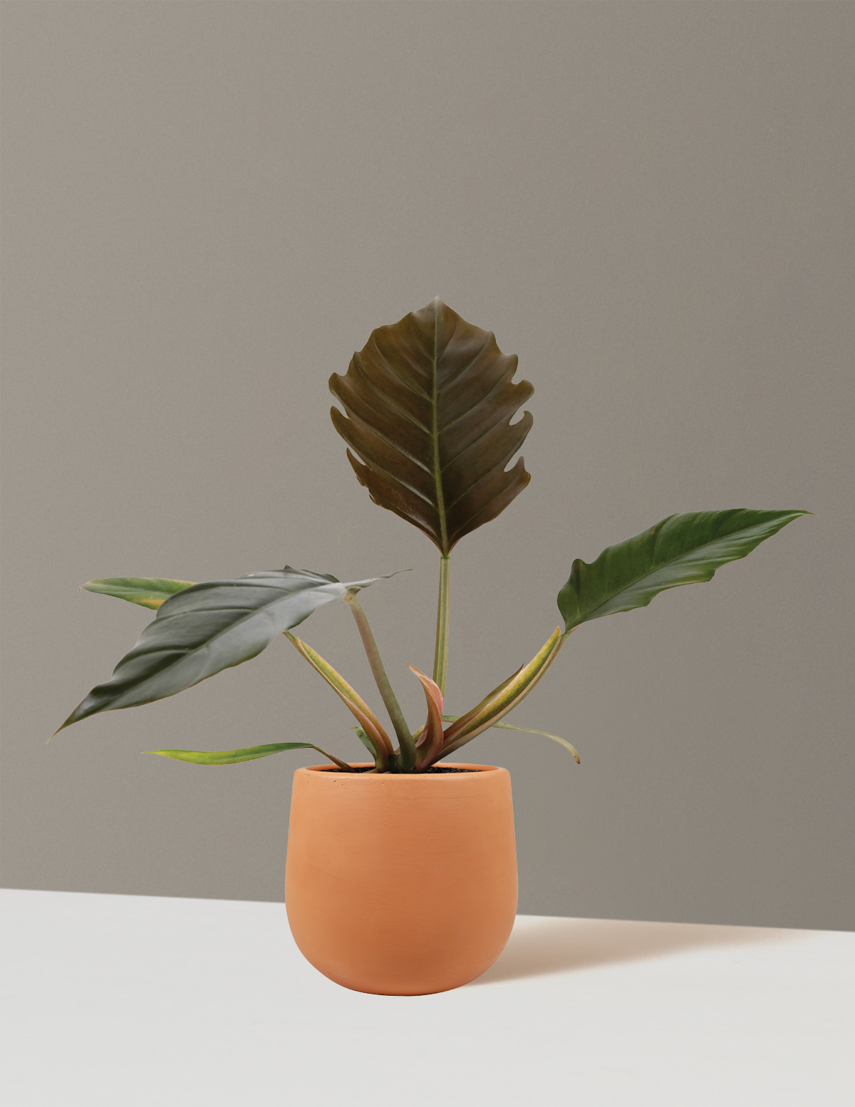 Филодендрон Плутон