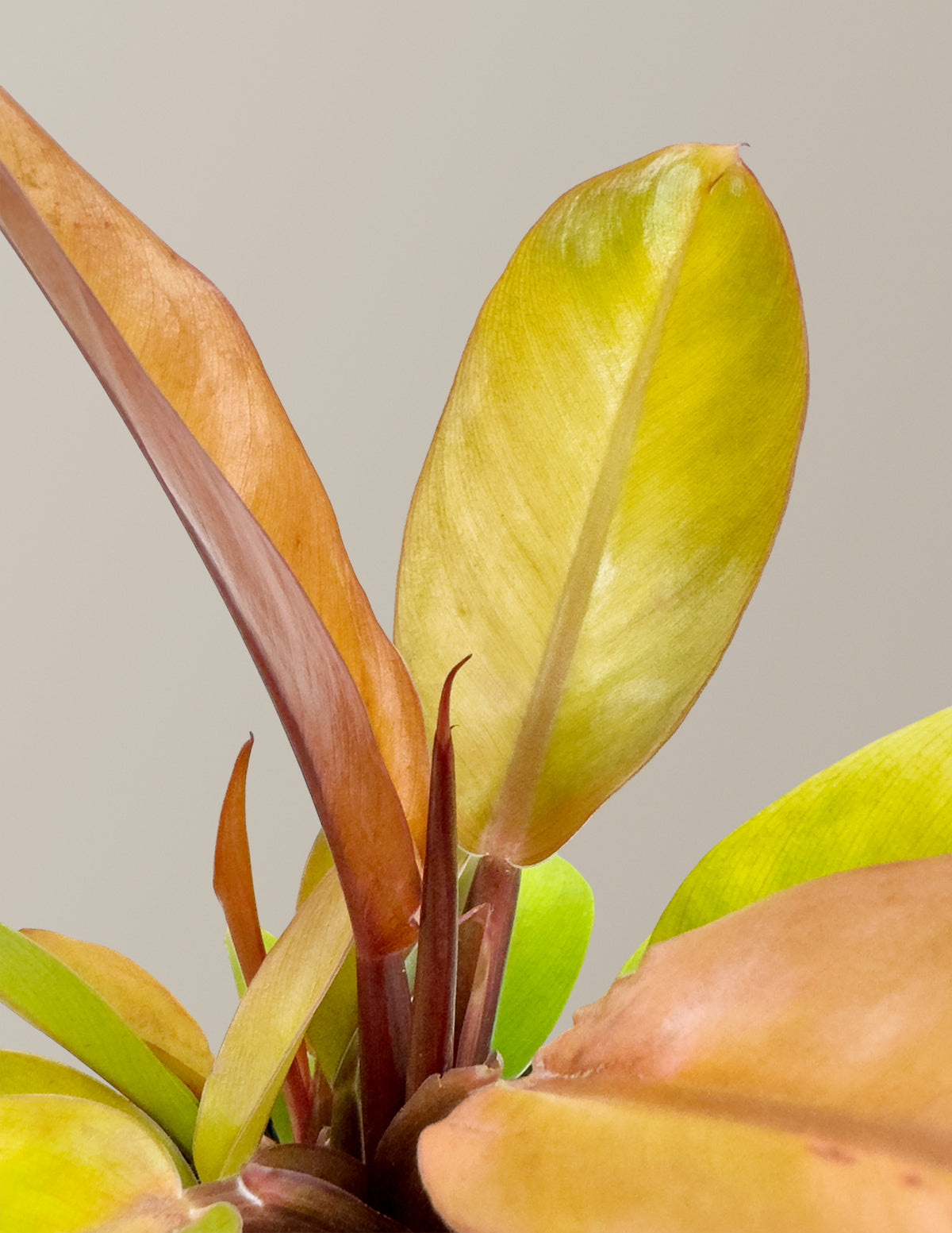 Филодендрон Принц Оранский