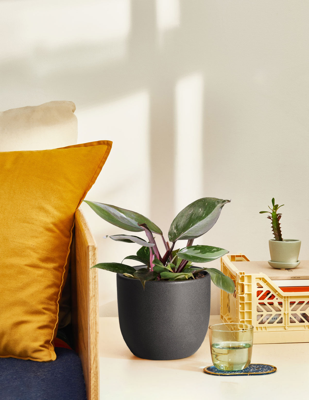 Филодендрон Ред Андерсон