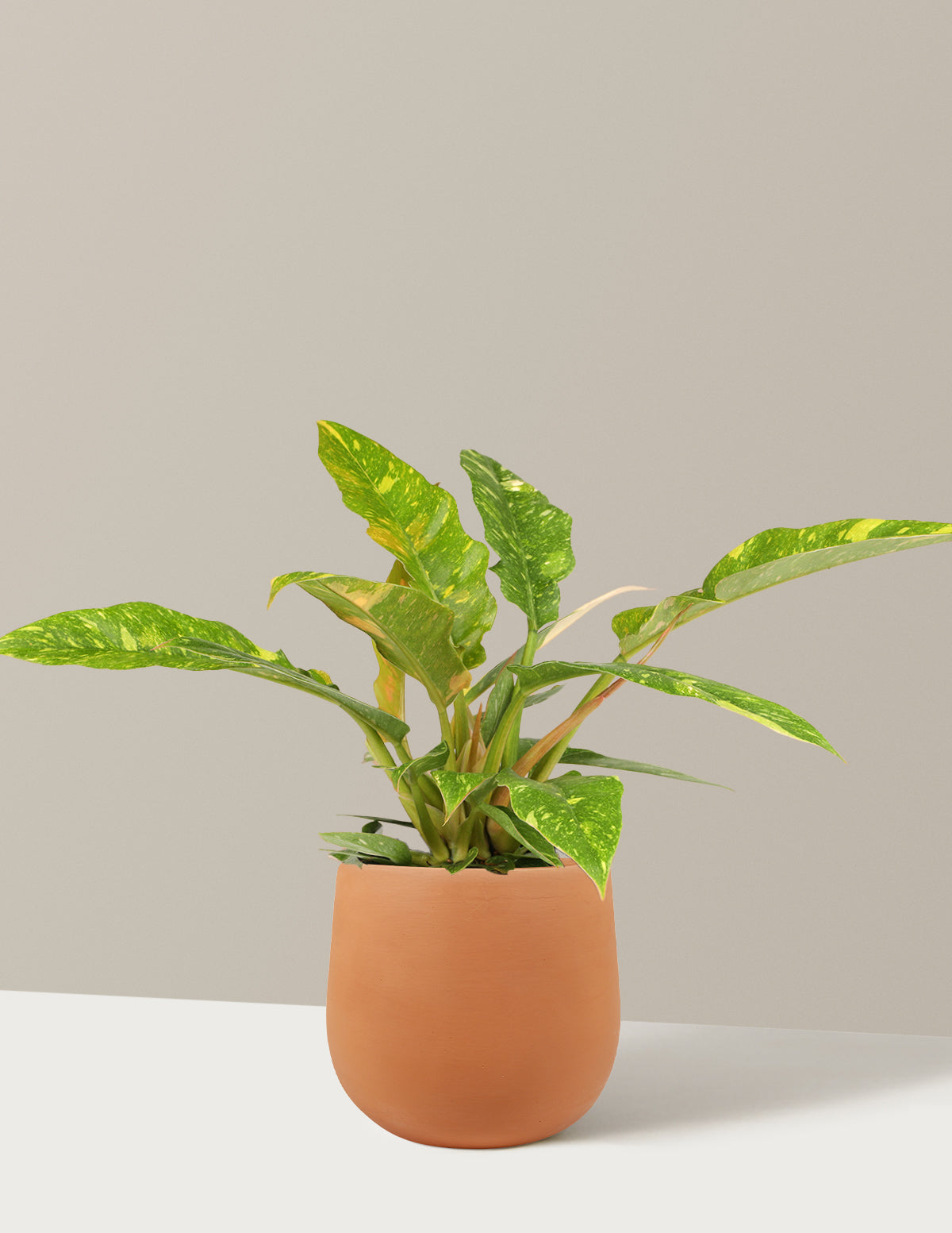 Филодендрон Огненное Кольцо