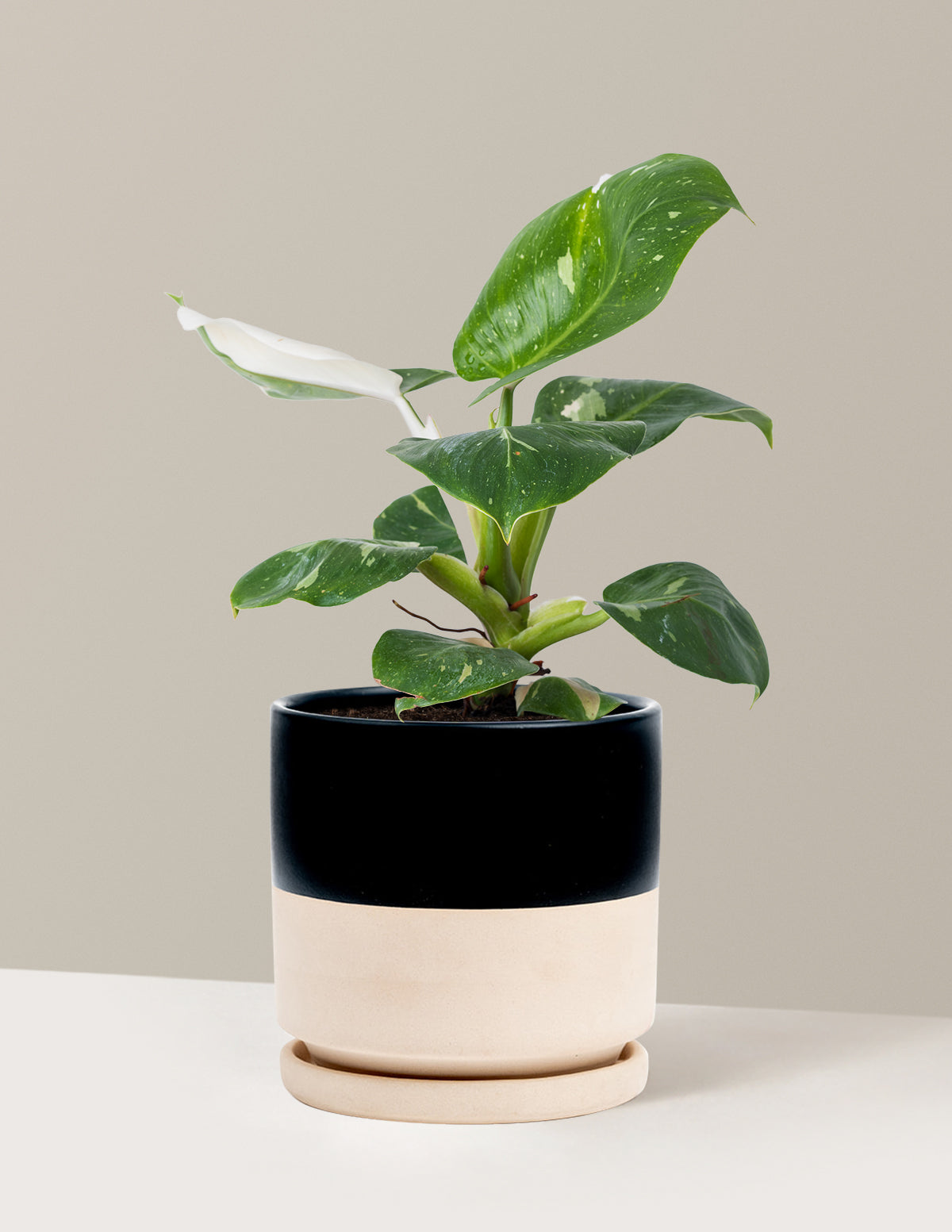 Филодендрон Белый Найт