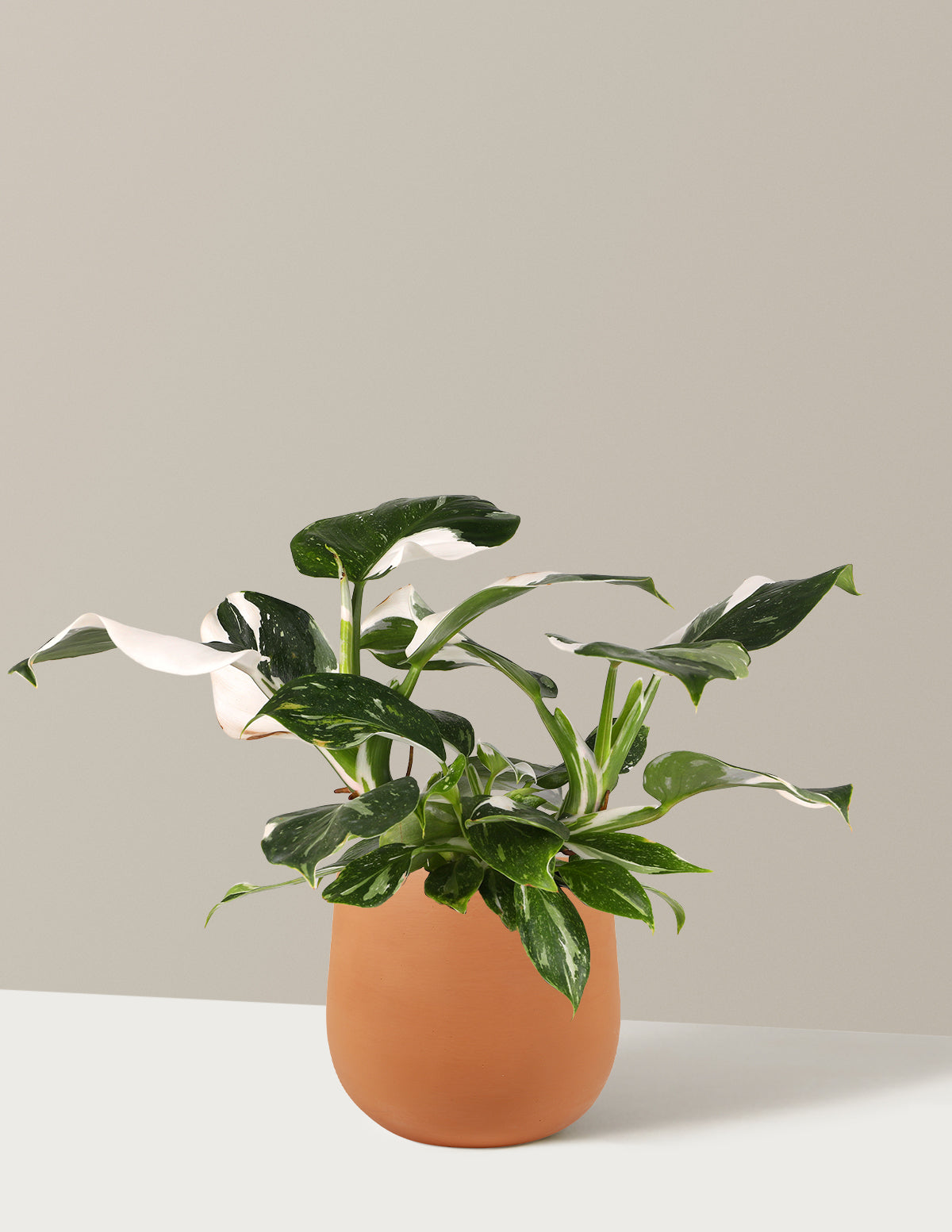 Филодендрон Белый Волшебник