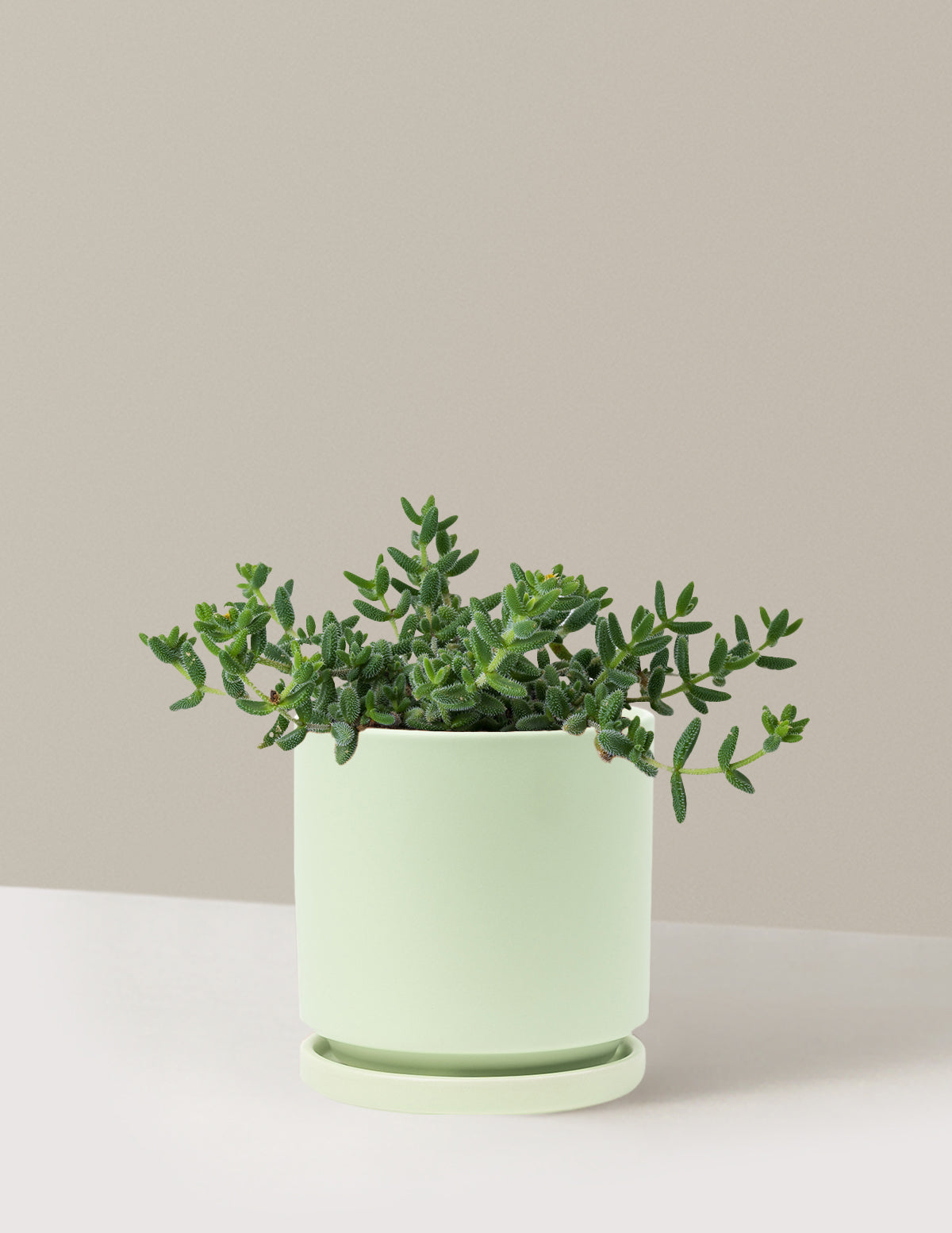 Рассолочный завод