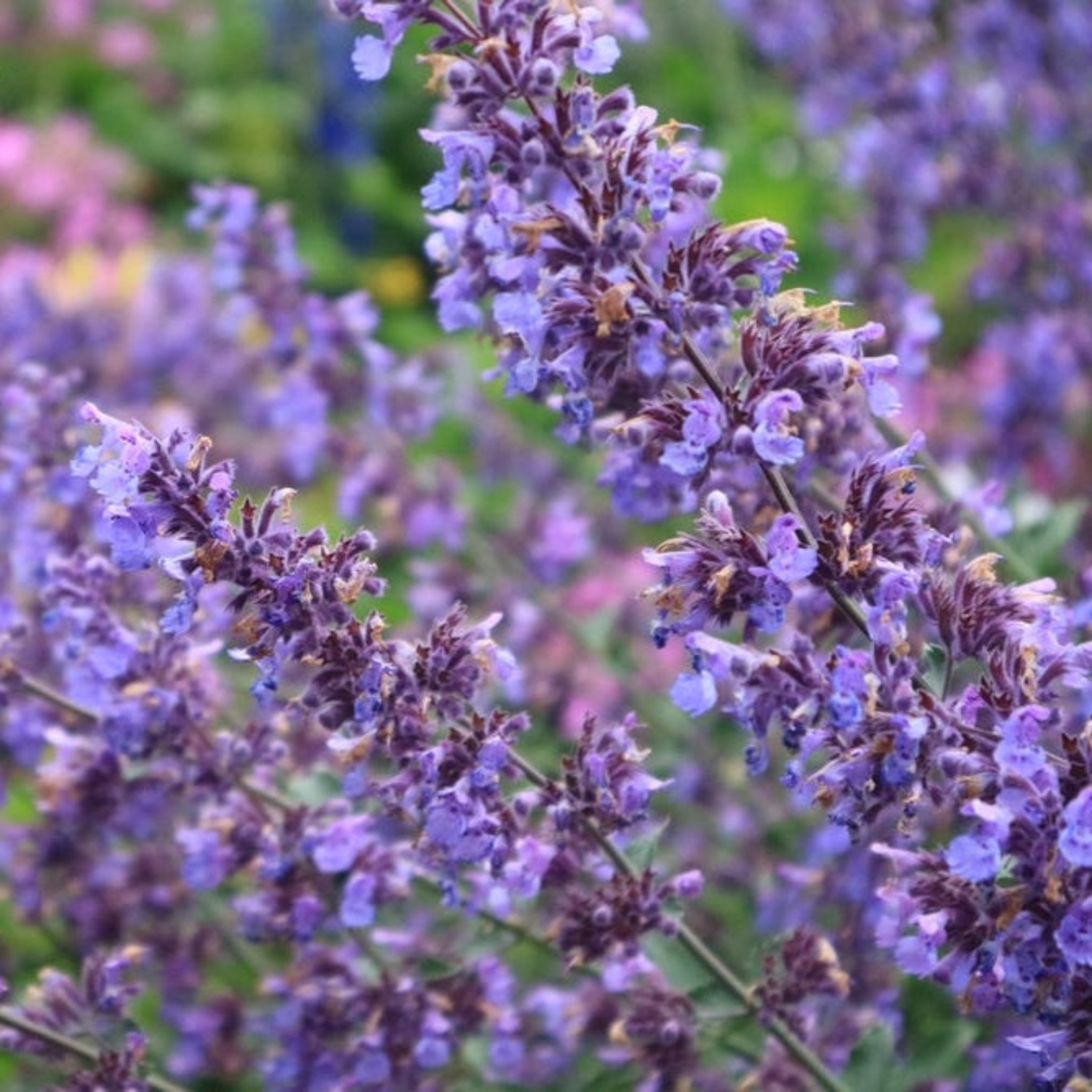 Картина Purrfect Catmint