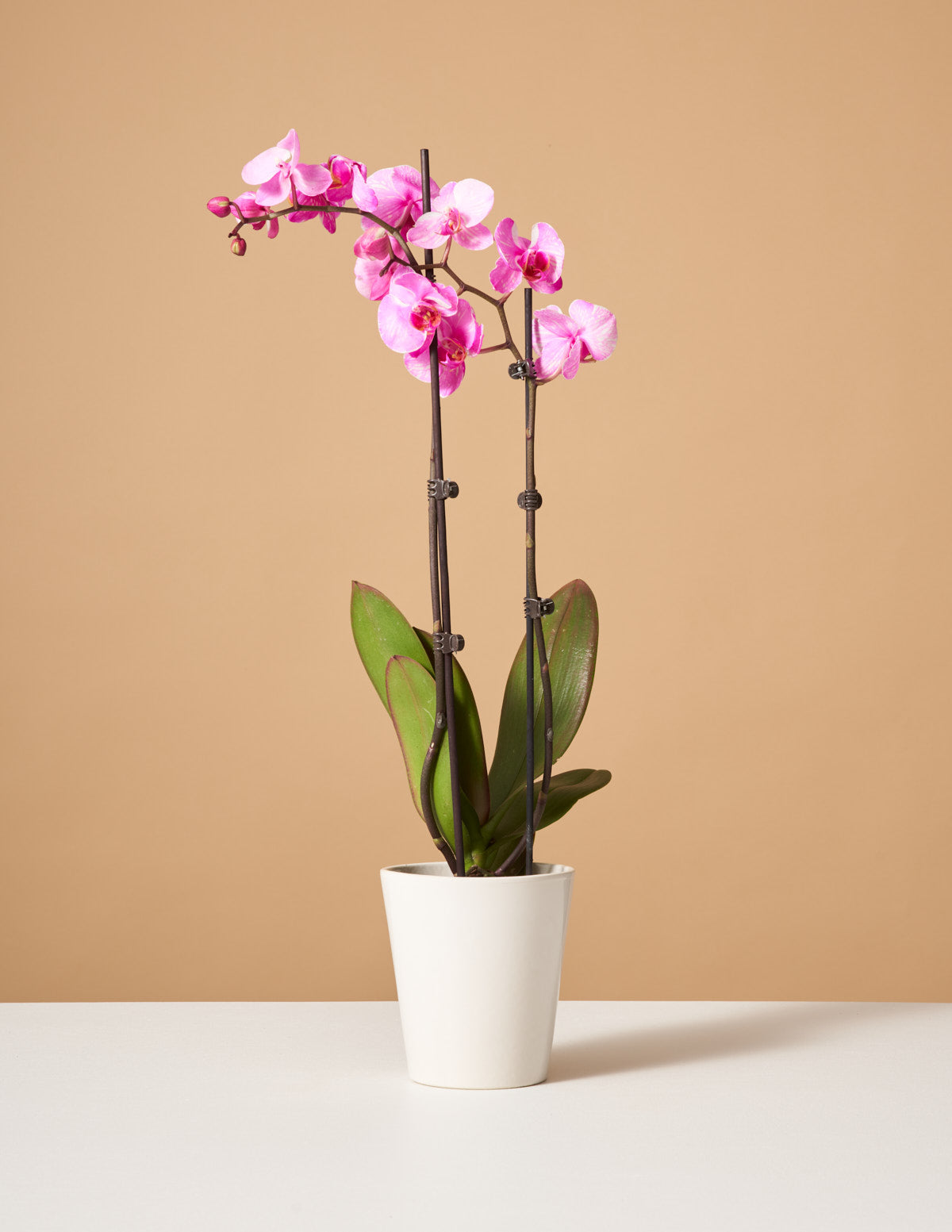 Розовая акварельная орхидея