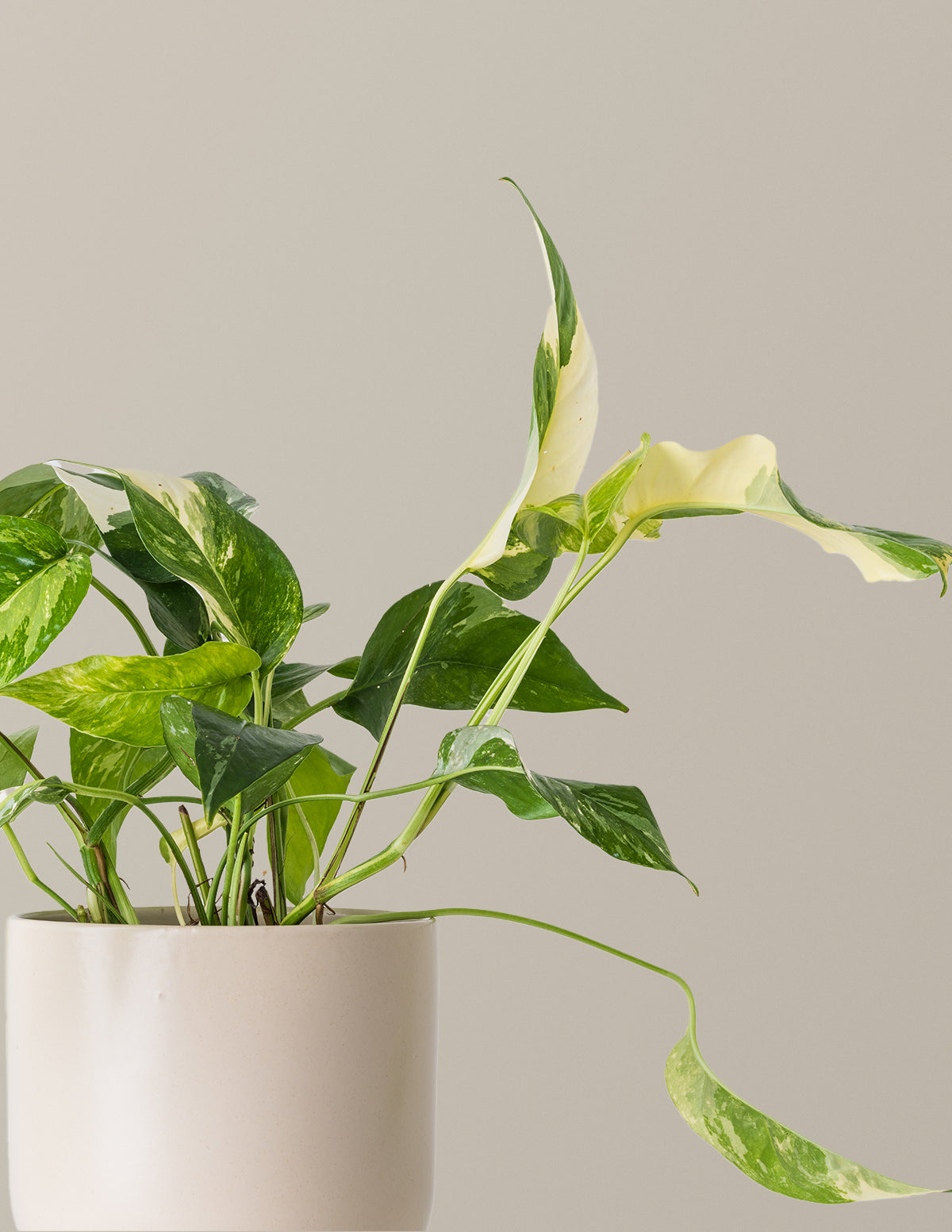 Потос Альбо