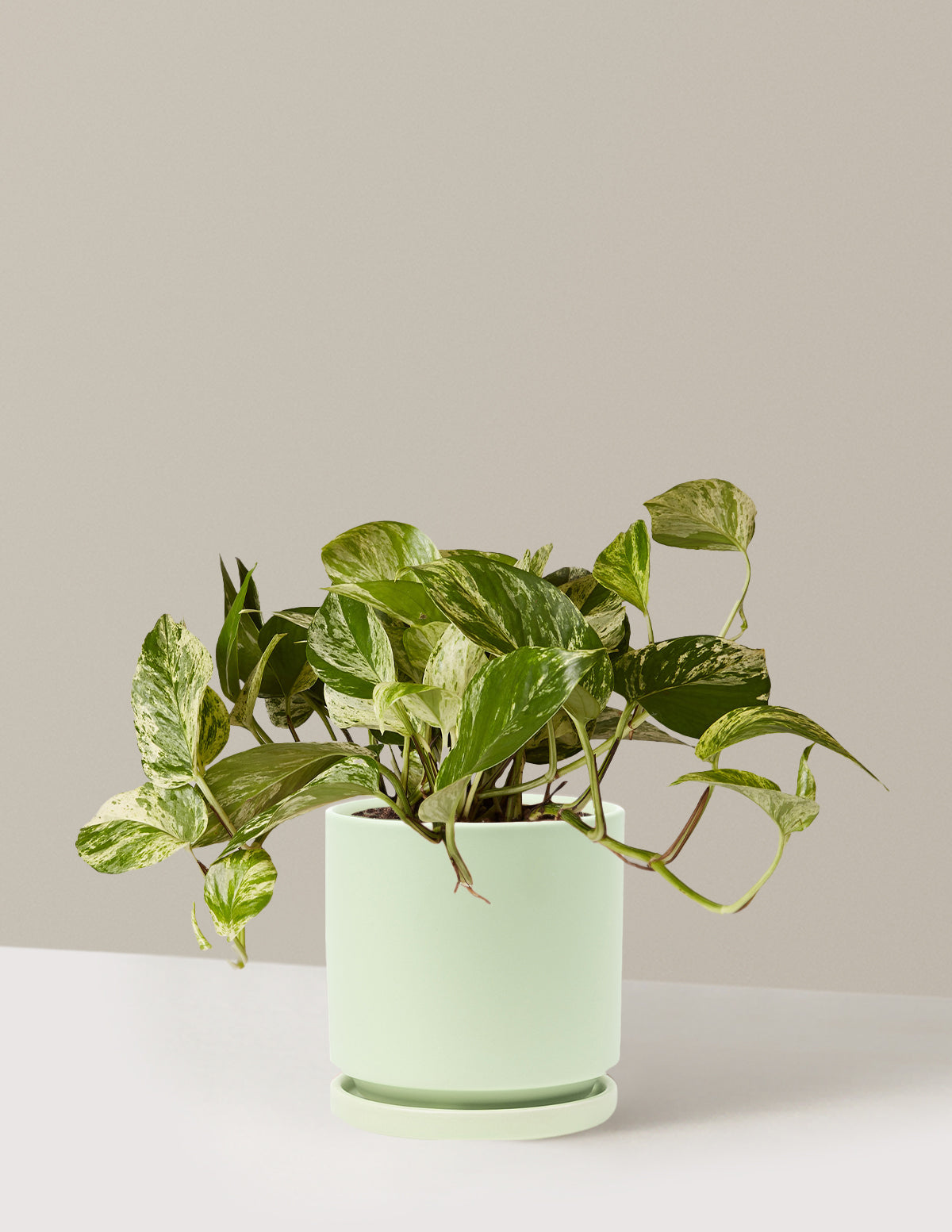 Потос Мраморная Королева