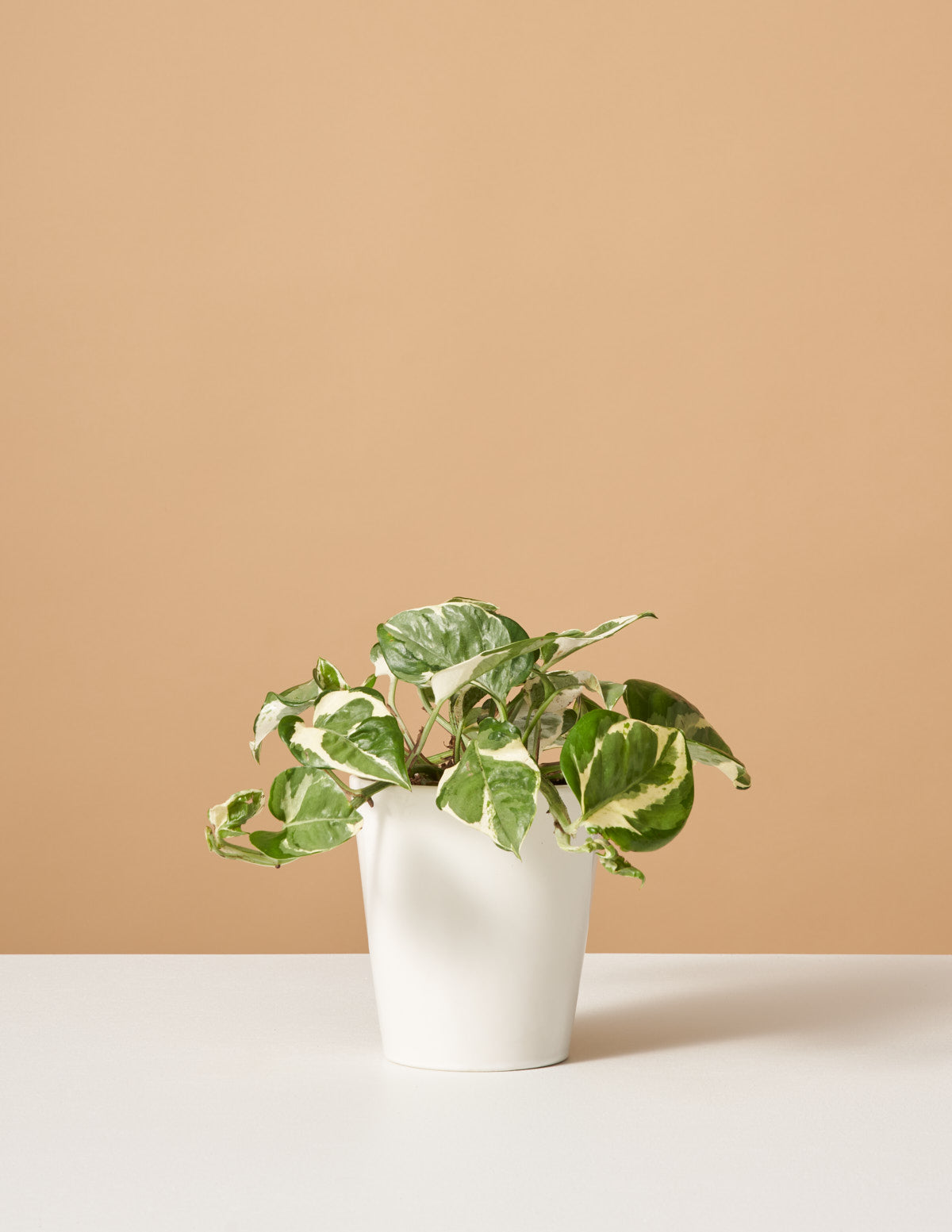 Потос НДжой