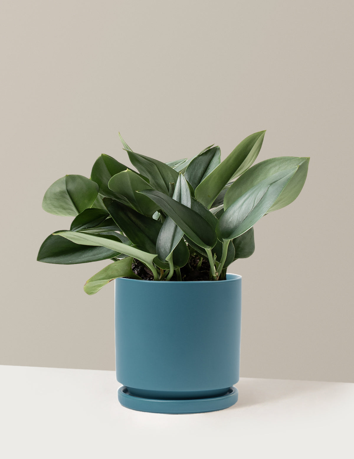 Потос Стерлинговое Серебро