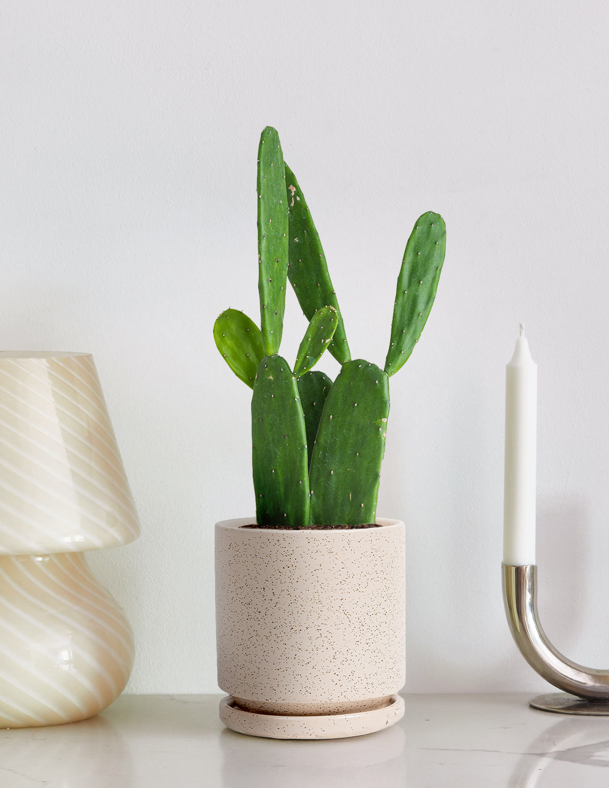 Кактус опунция