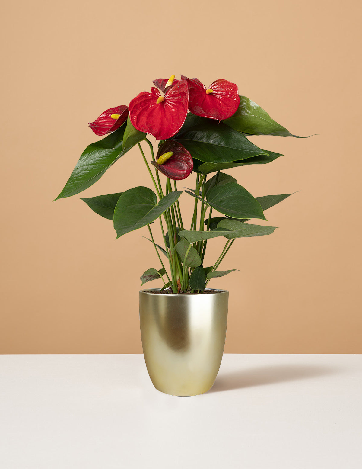 Красный антуриум