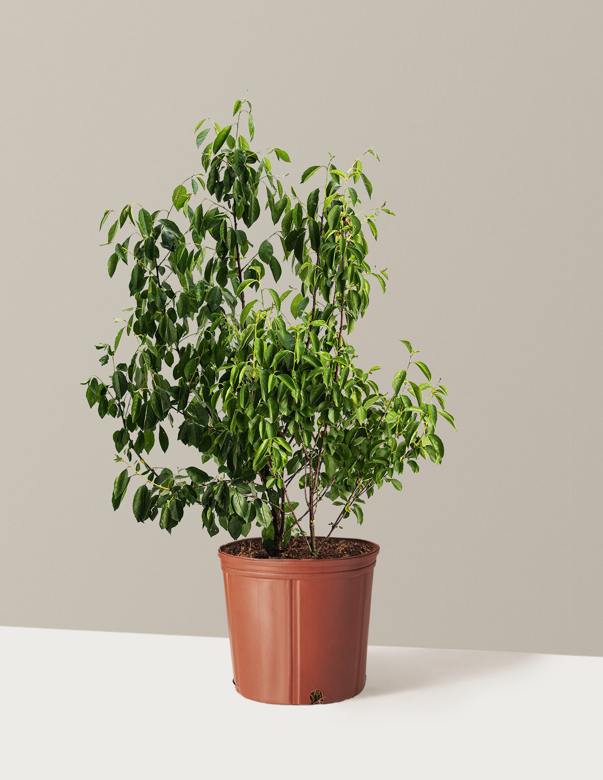 Ромео Вишневое дерево