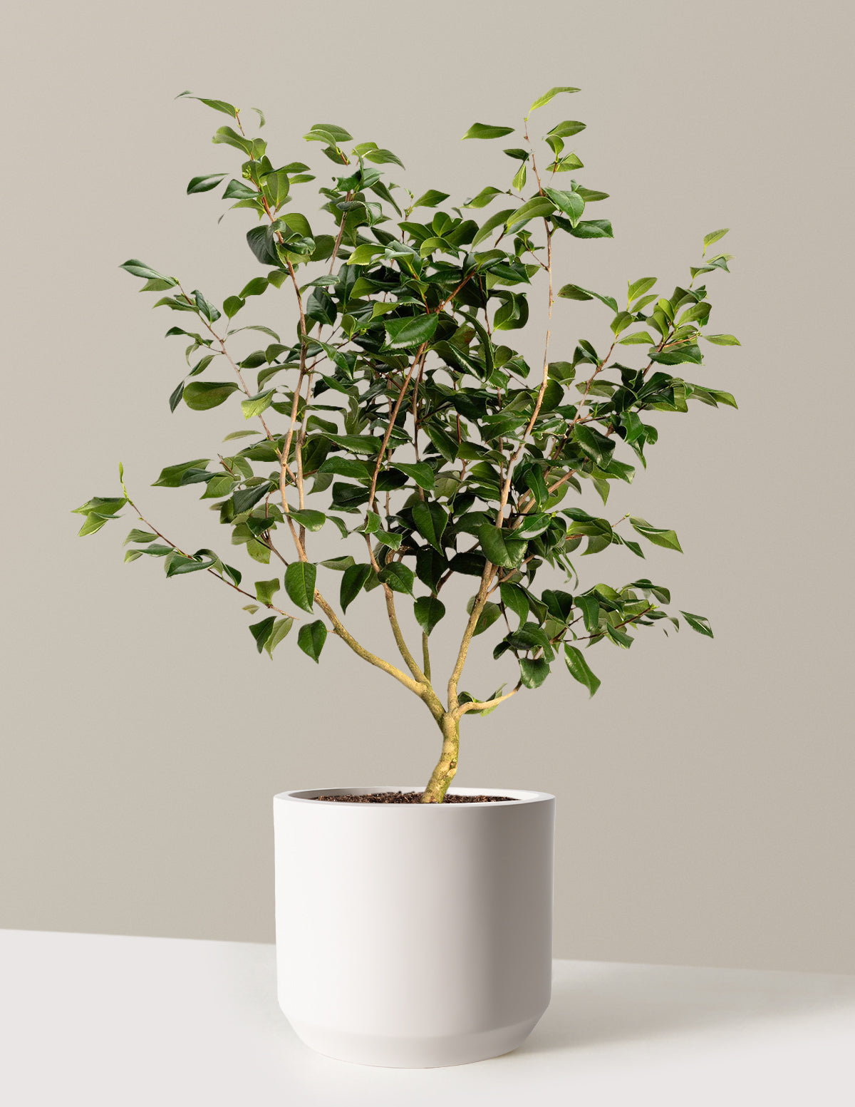 Морская пена Камелия