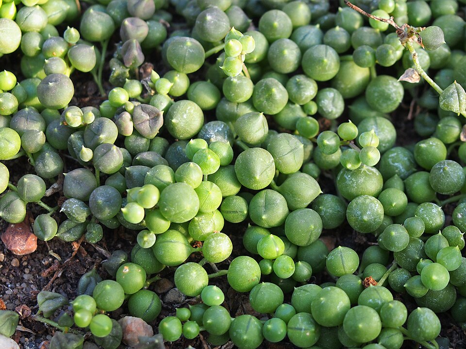 Крестовник Роули