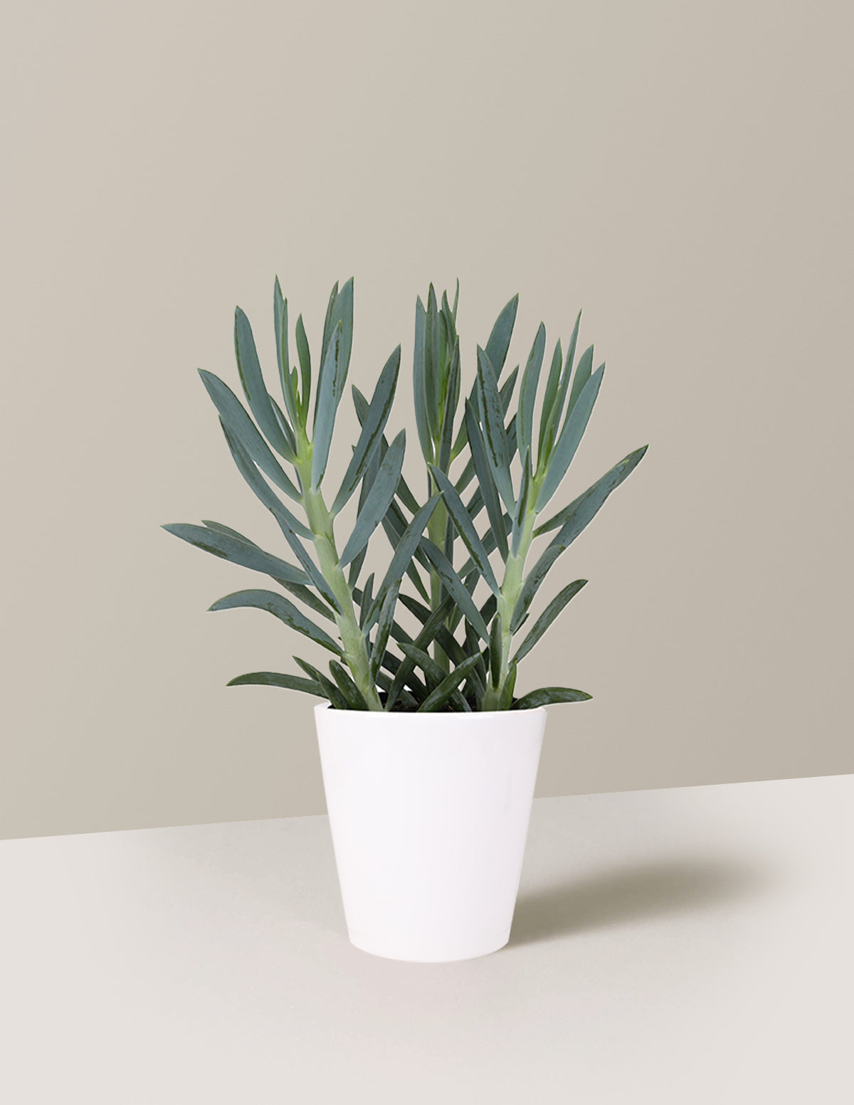 Сенесио, гора Эверест