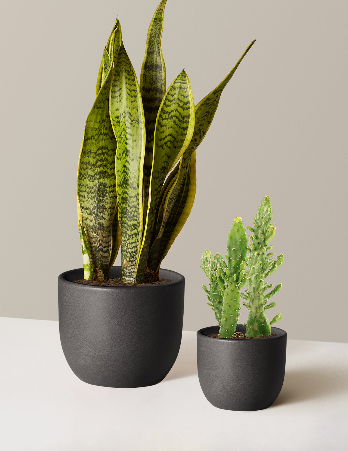 Установить и забыть дуэт