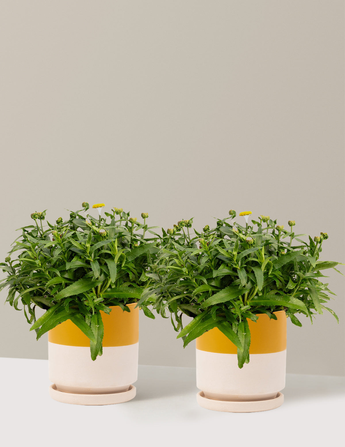 Shortstop™ Шаста Дейзи