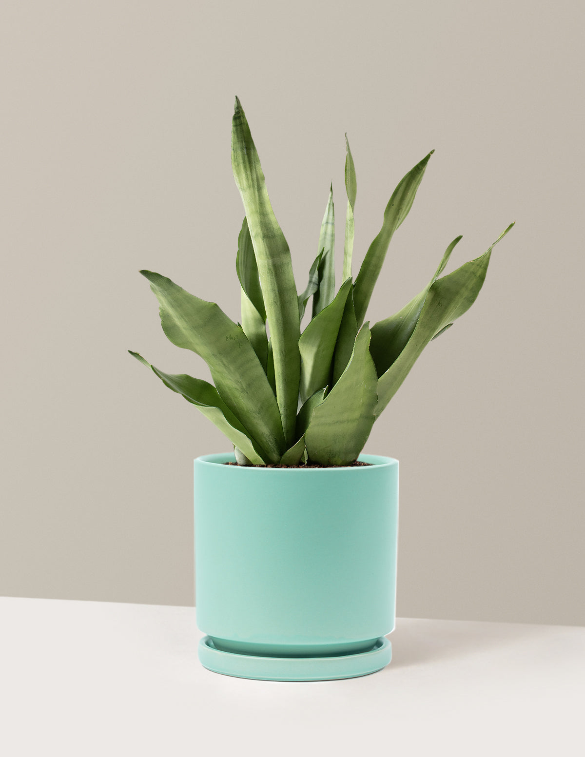 Самогонный змеиный завод