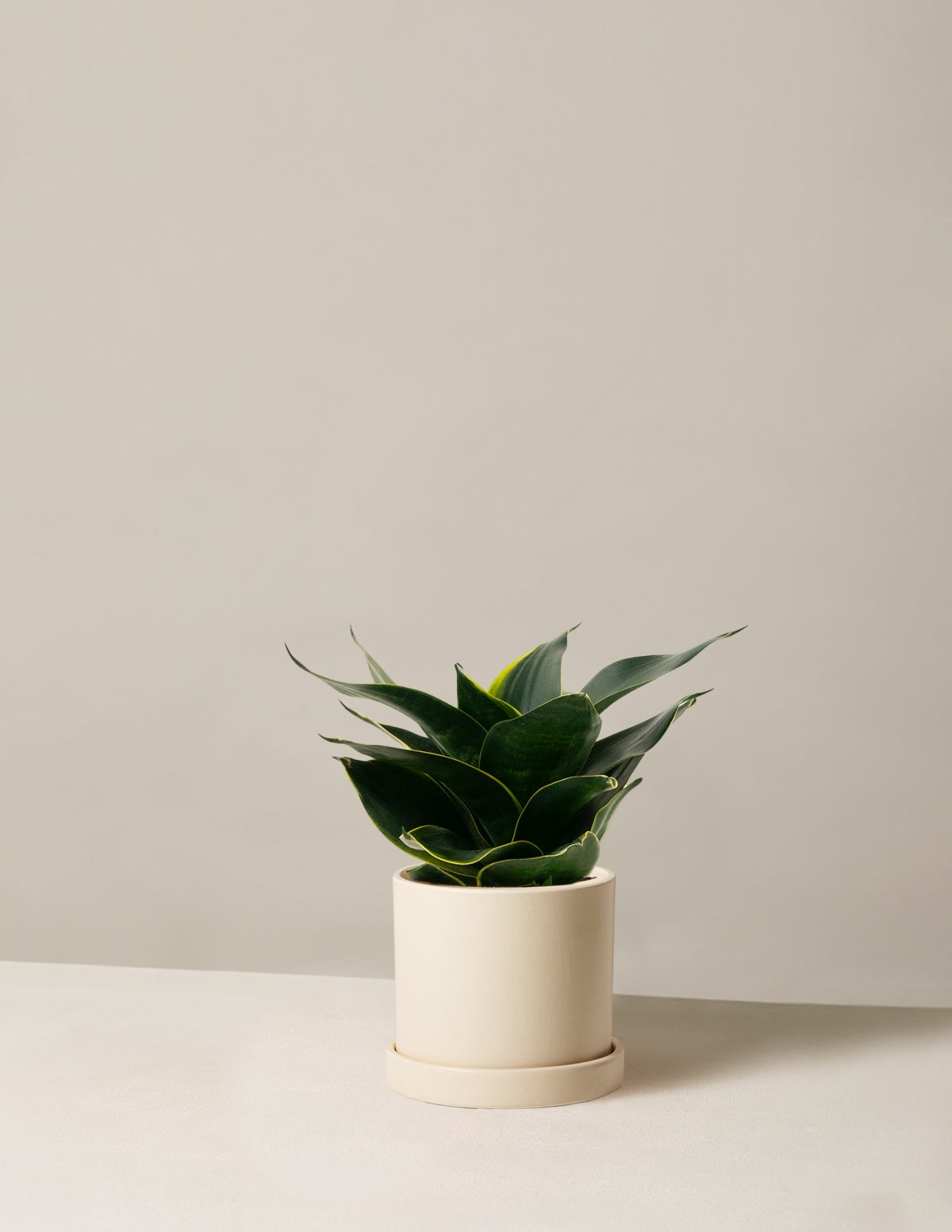 Змеиный завод Хани