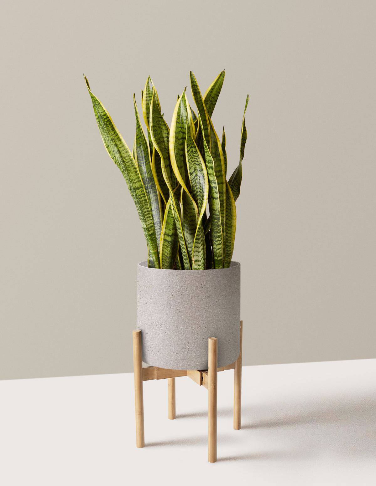 Змеиный завод Лаурентии