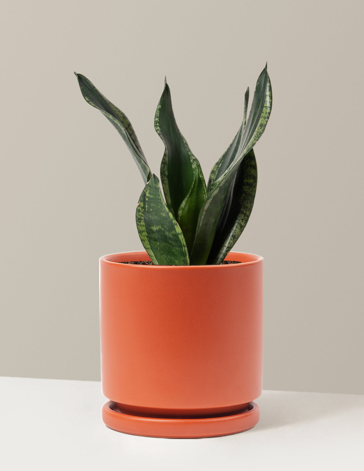 Змея Растение Серебряное Пламя