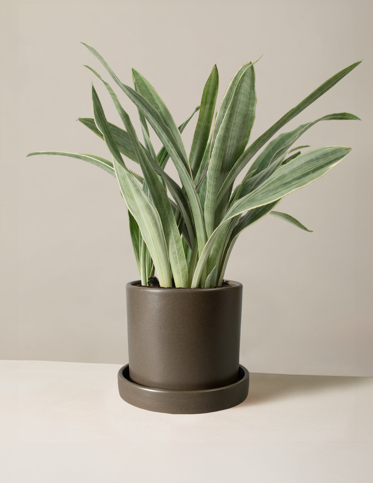 Змеиное растение Саюри