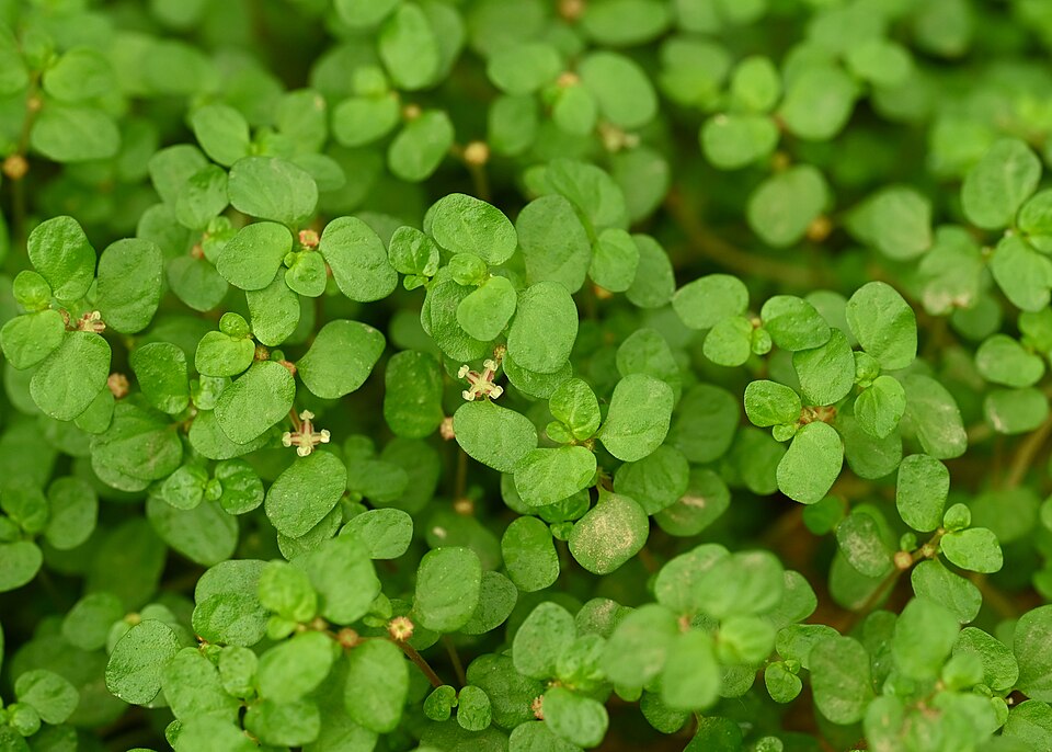 Солейролия